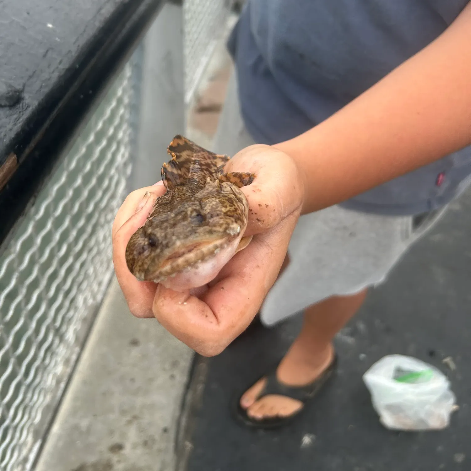Oyster toadfish caught on Fishbrain