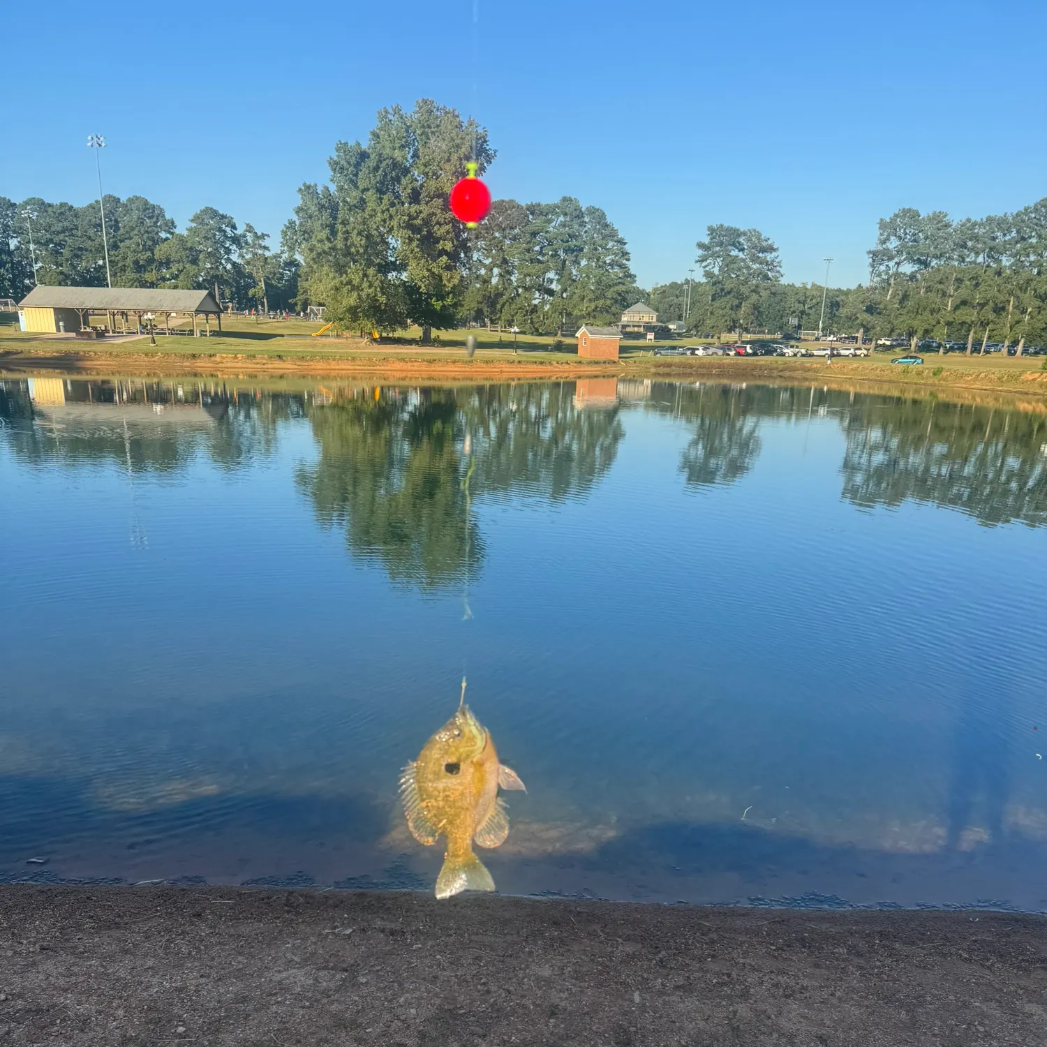 Bluegill caught on Fishbrain