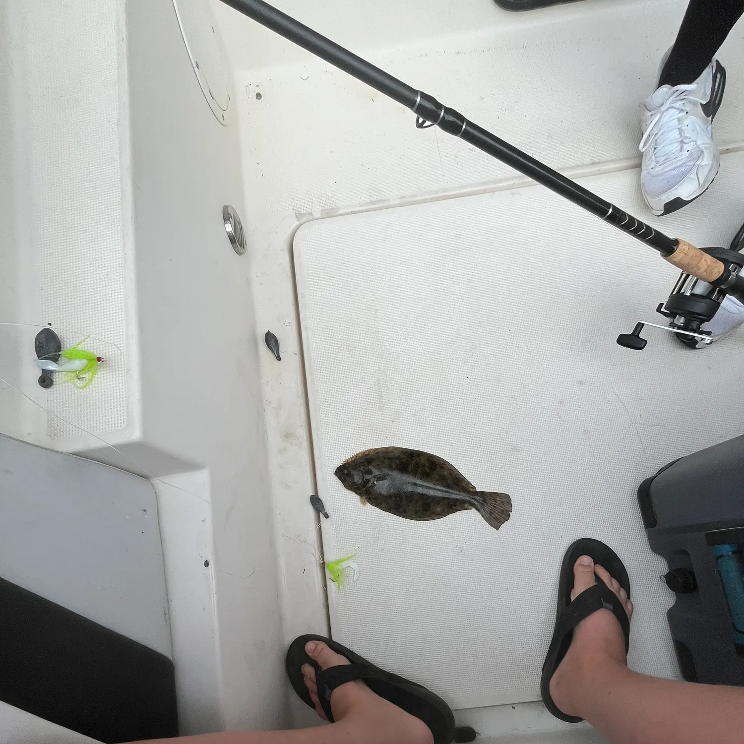 Summer flounder caught on Fishbrain
