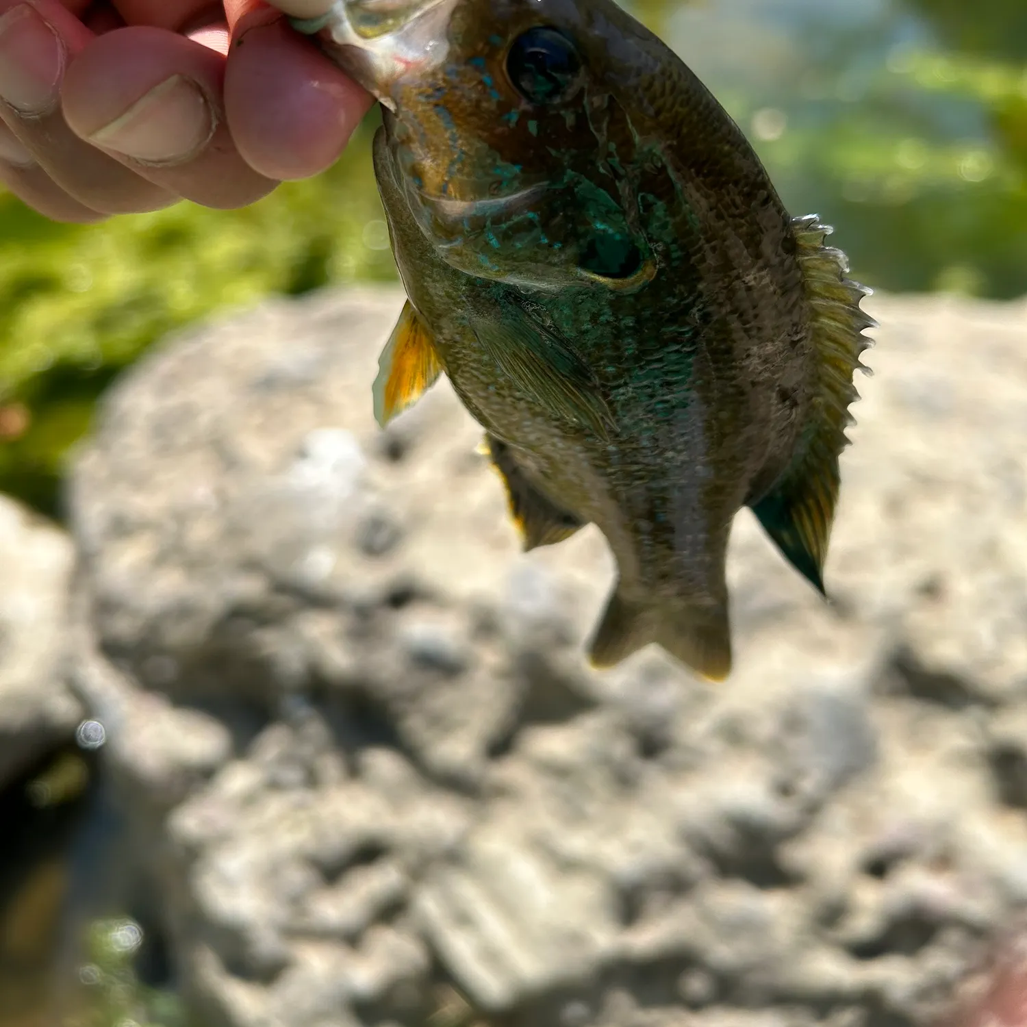 catch