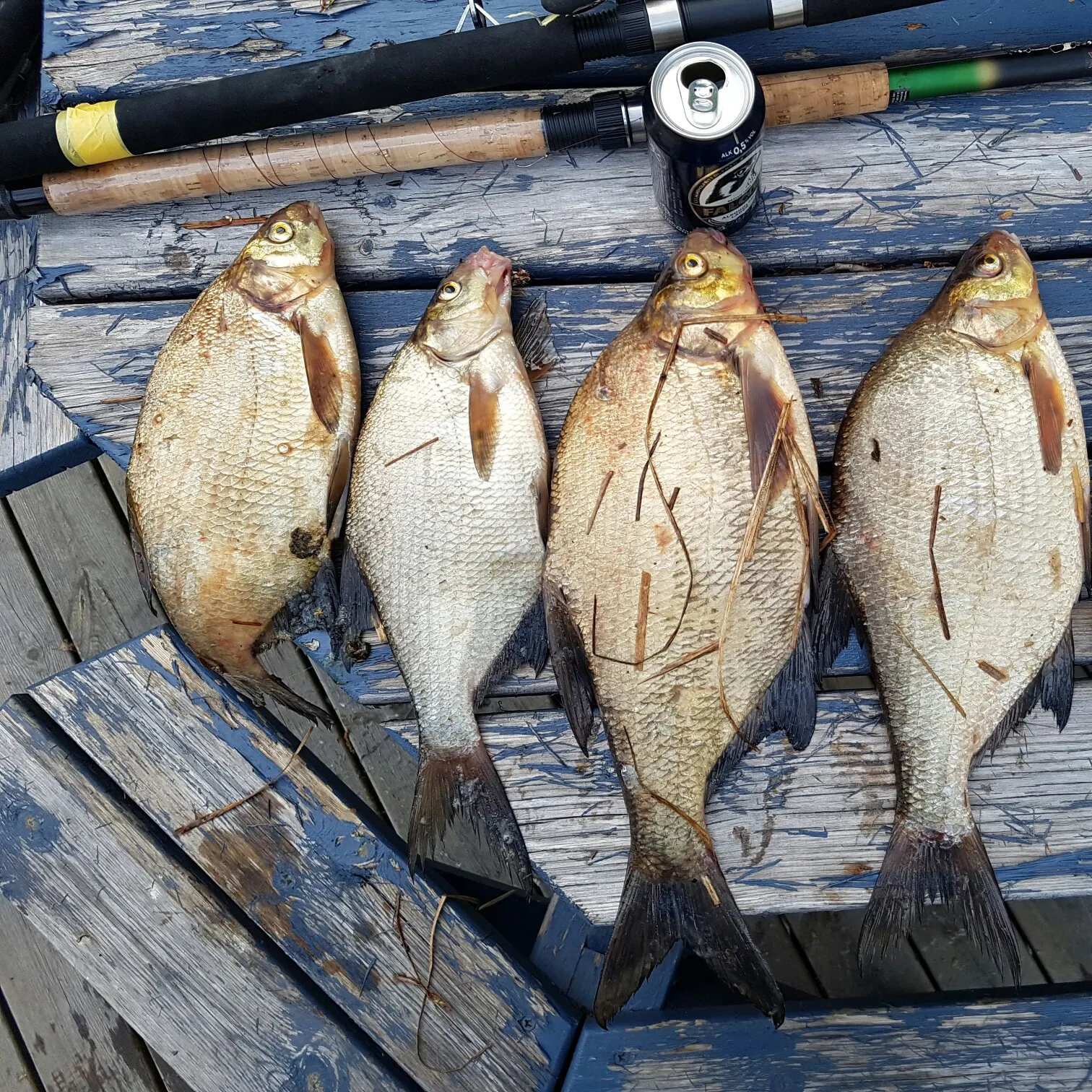 recently logged catches