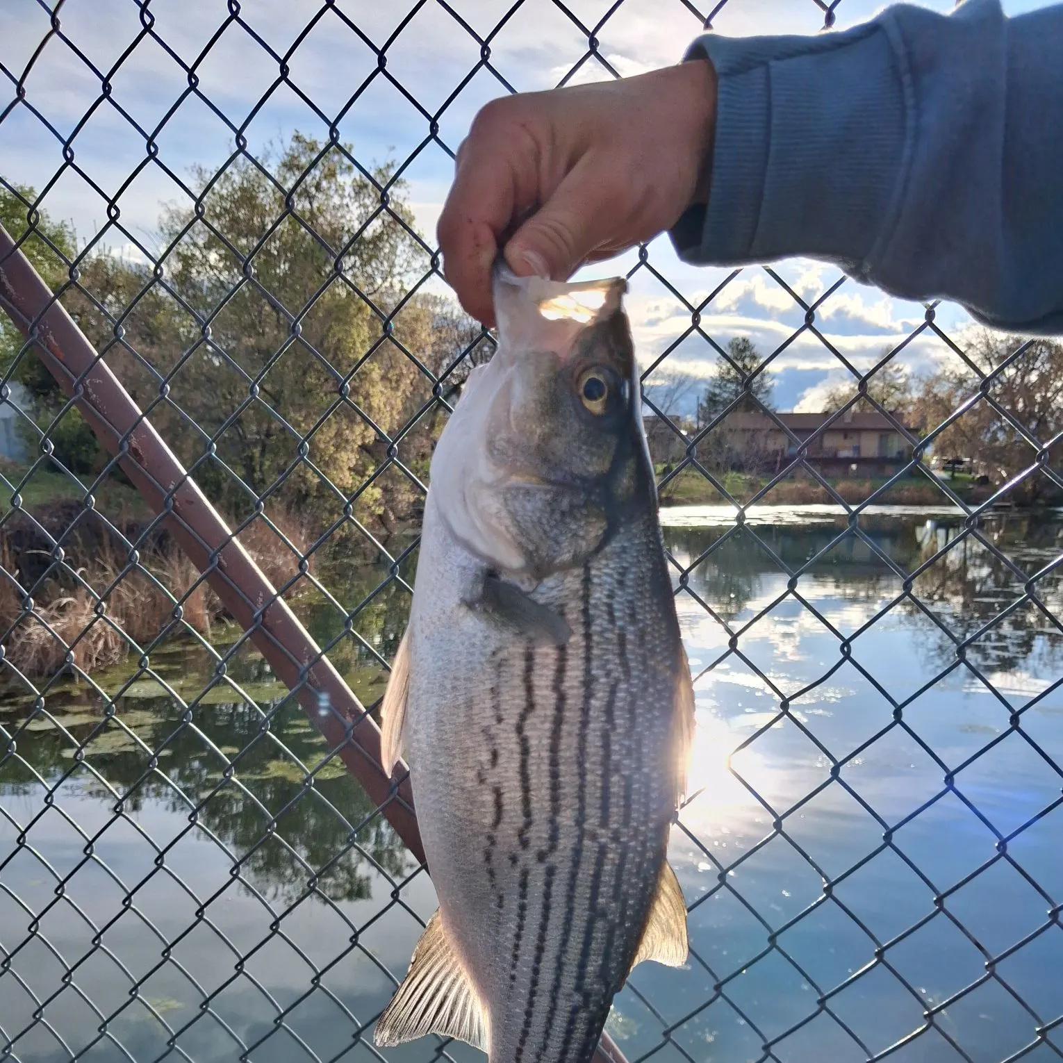 The most recent Hybrid striped bass catches on Fishbrain