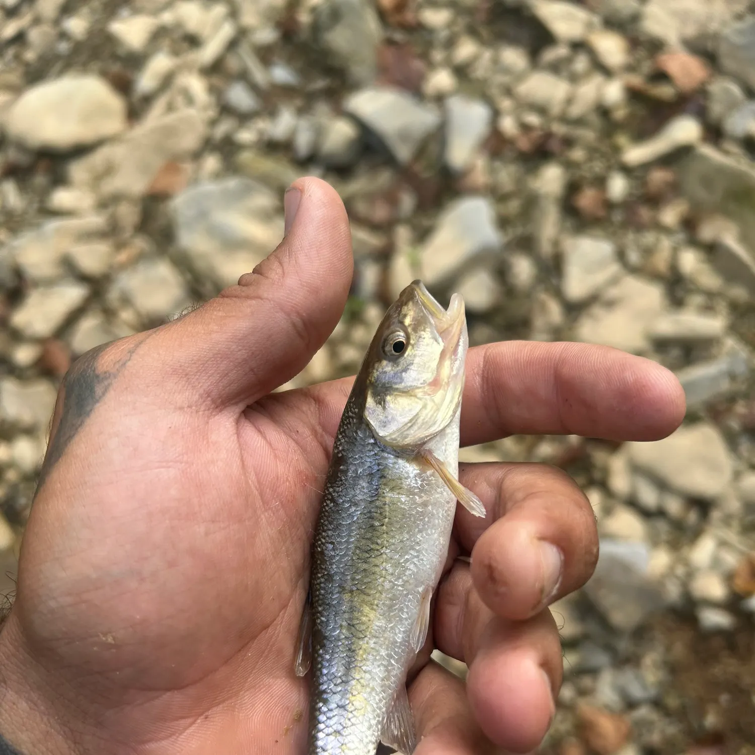 Creek chub caught on Fishbrain