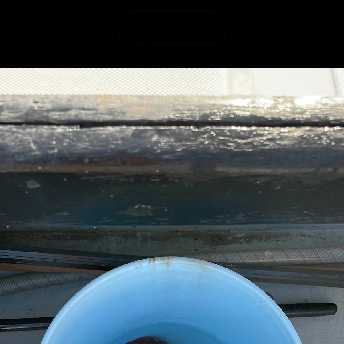 Gould's squid caught on Fishbrain