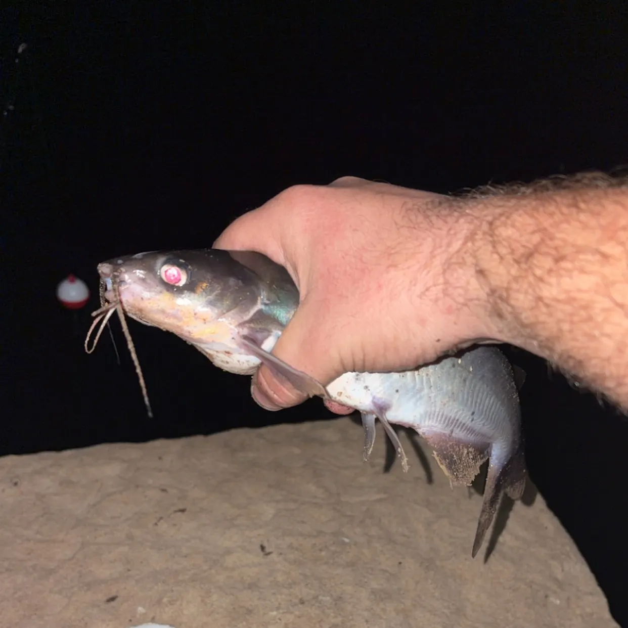 Channel catfish caught on Fishbrain
