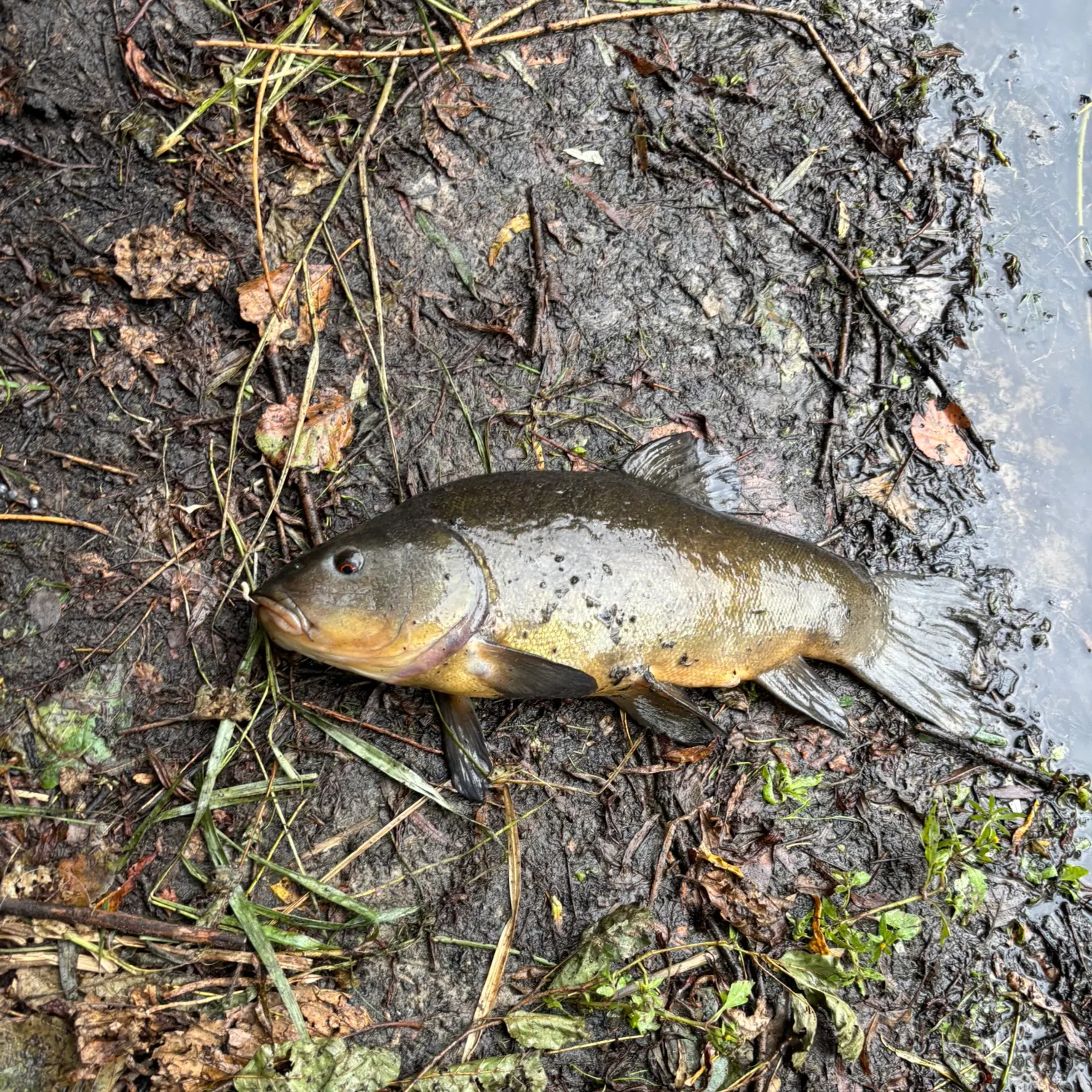 Tench caught on Fishbrain