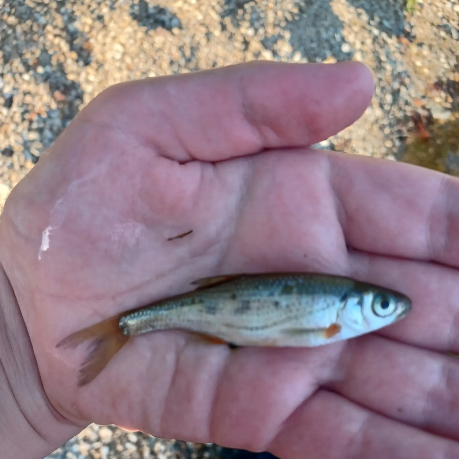 The most recent Spirinchus lanceolatus catches on Fishbrain