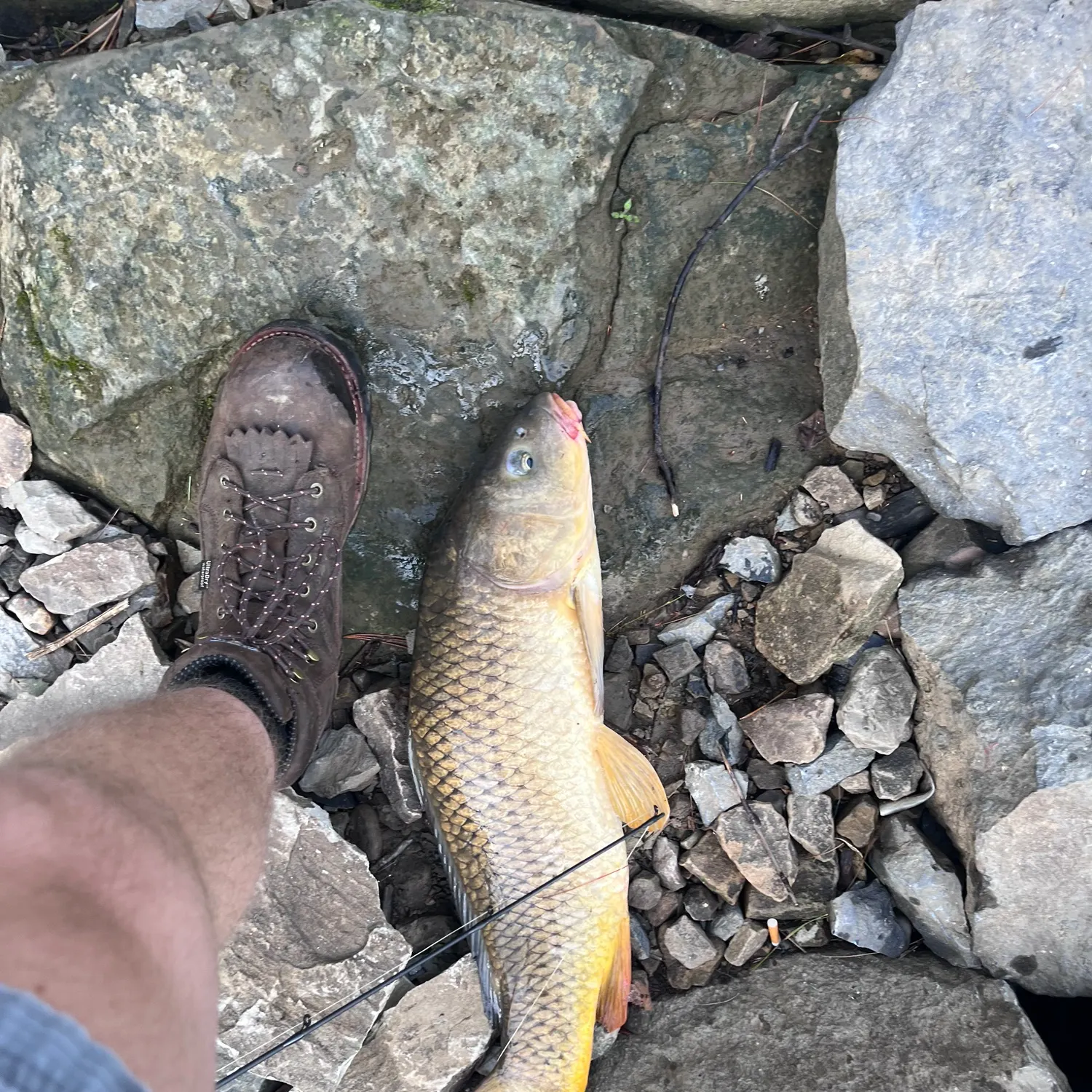 Common carp caught on Fishbrain