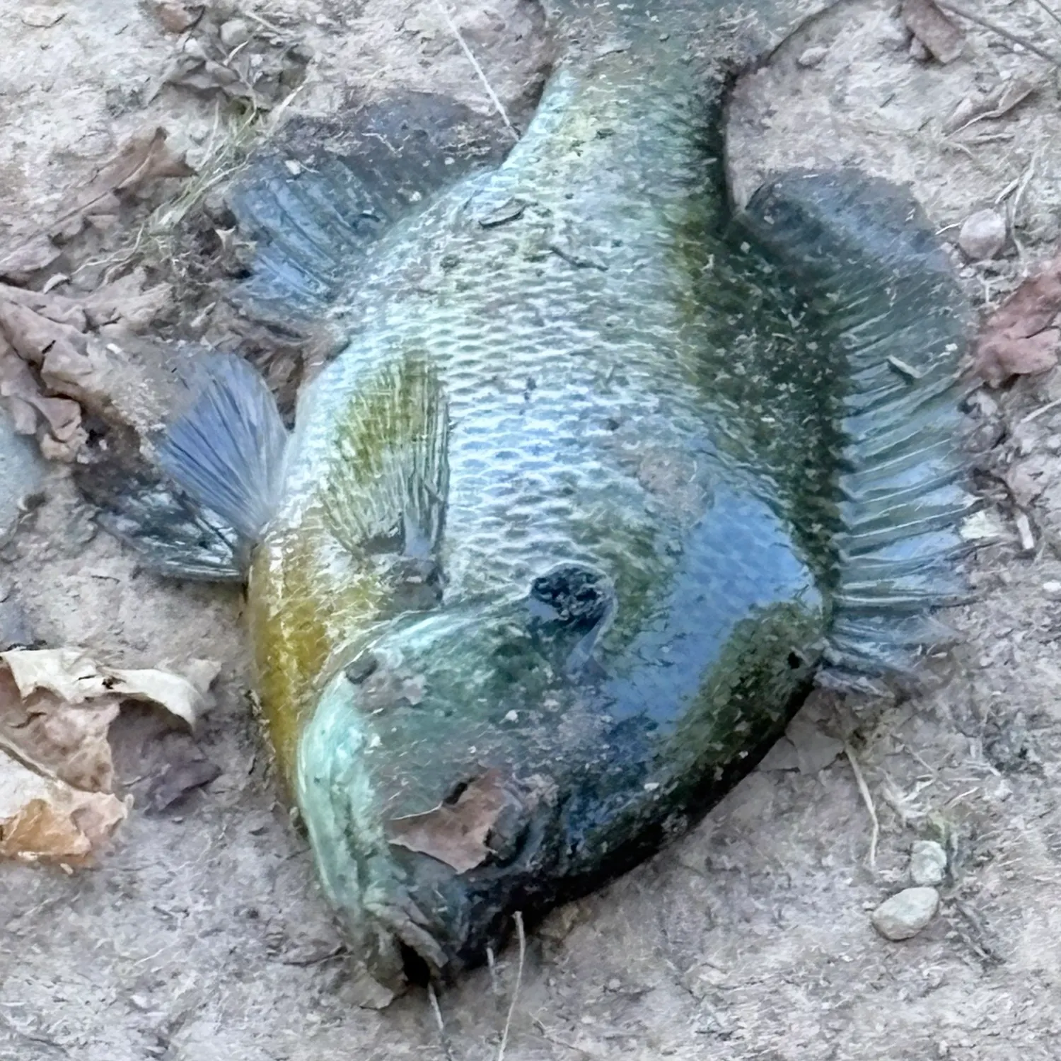 Bluegill caught on Fishbrain