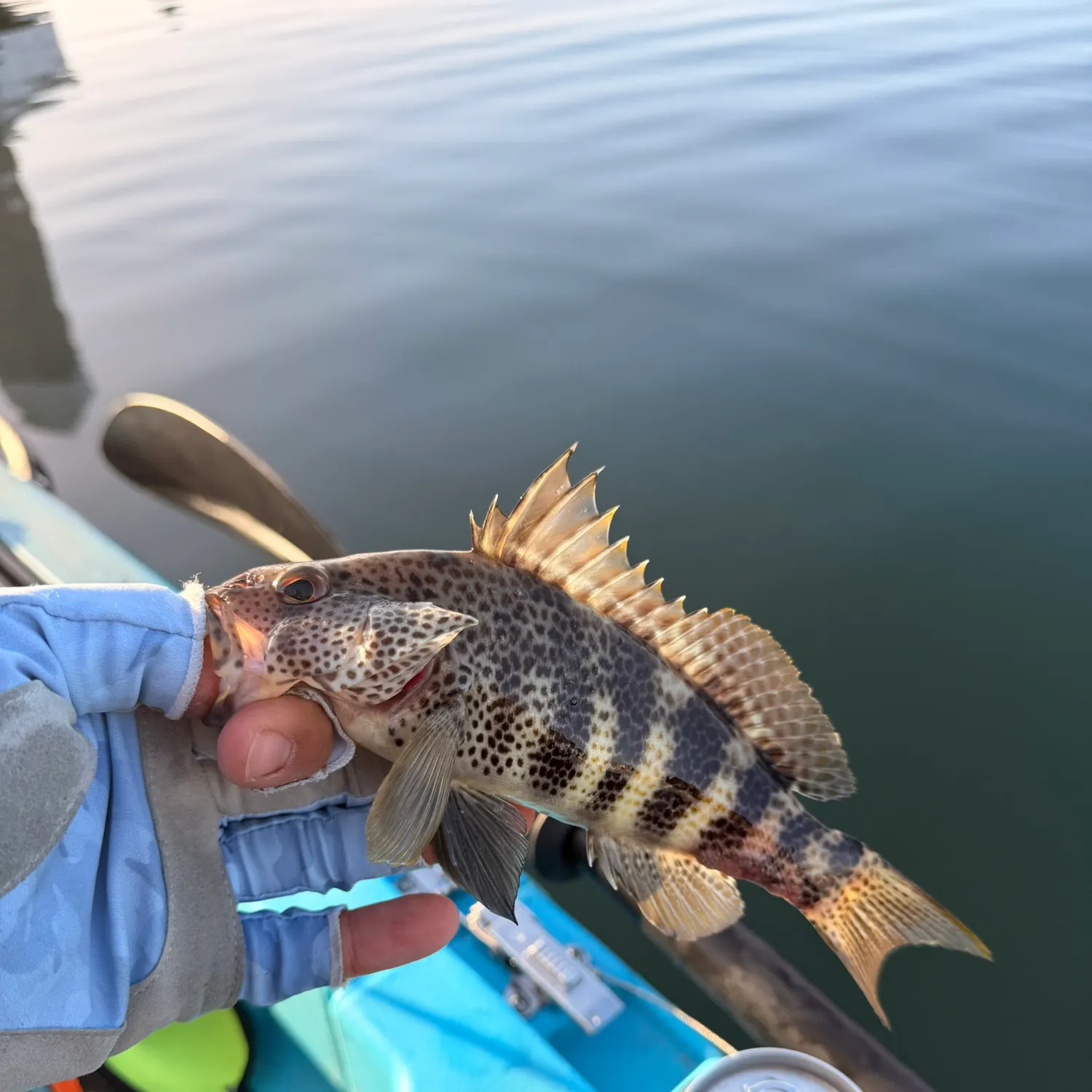 Spotted sand bass caught on Fishbrain