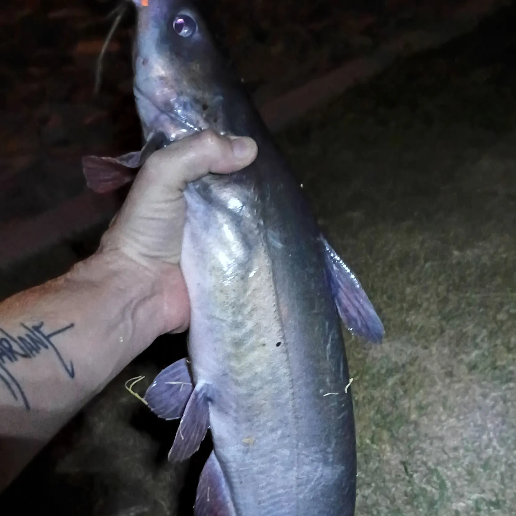 Channel catfish caught on Fishbrain