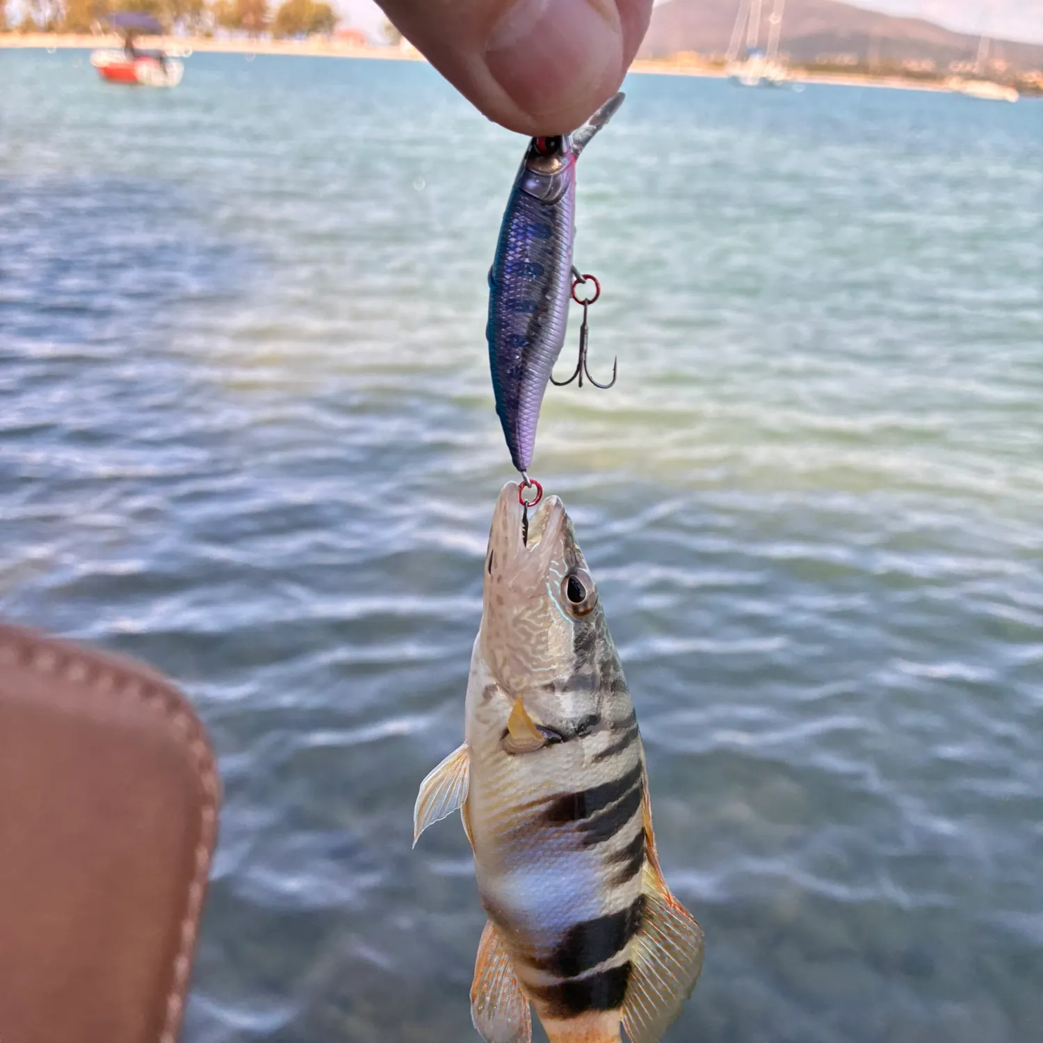 The most recent Painted comber catches on Fishbrain