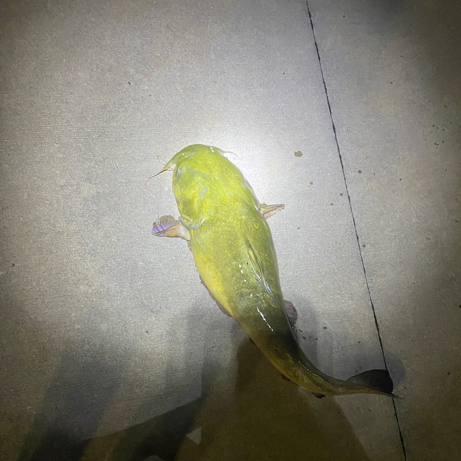 Flathead catfish caught on Fishbrain