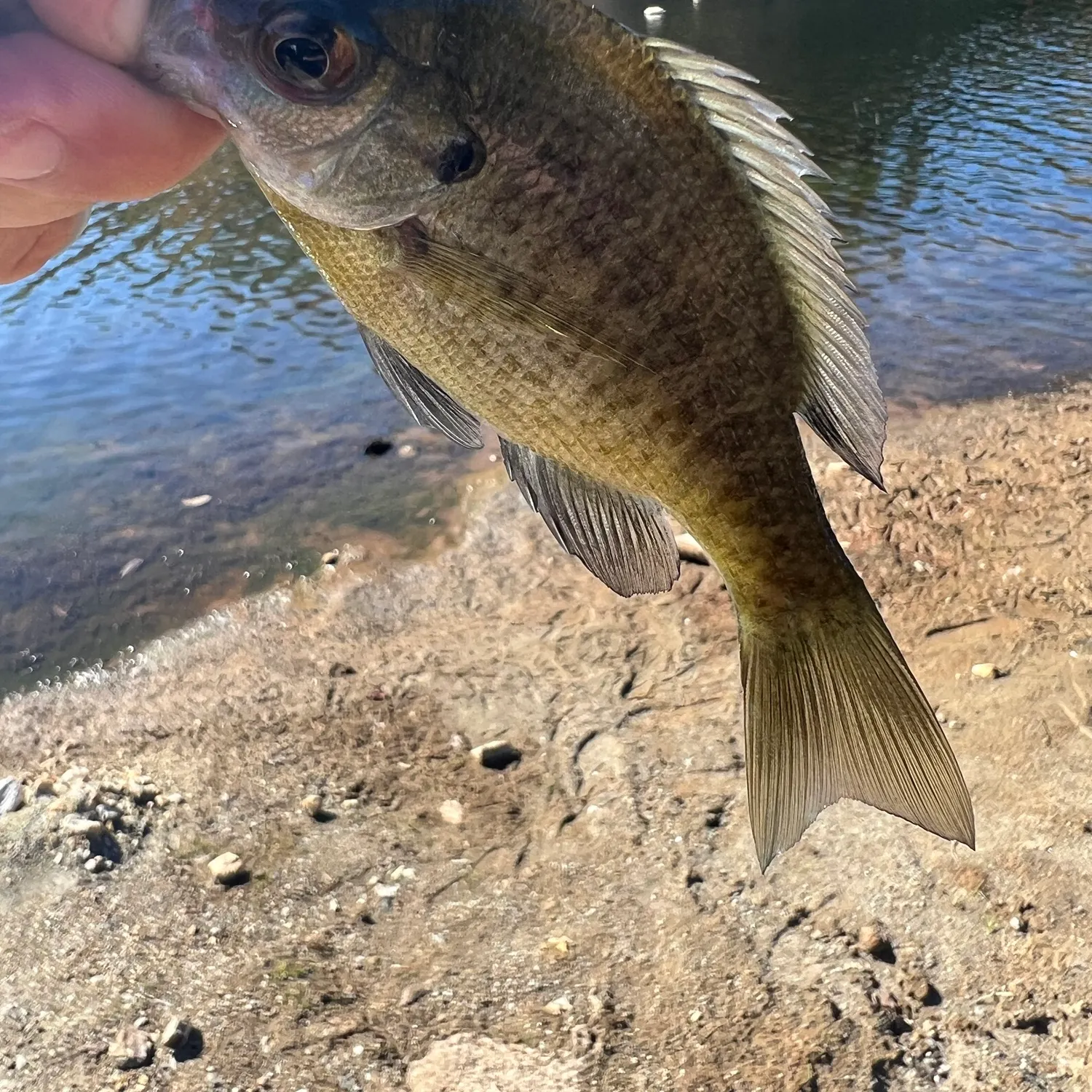 Bluegill caught on Fishbrain