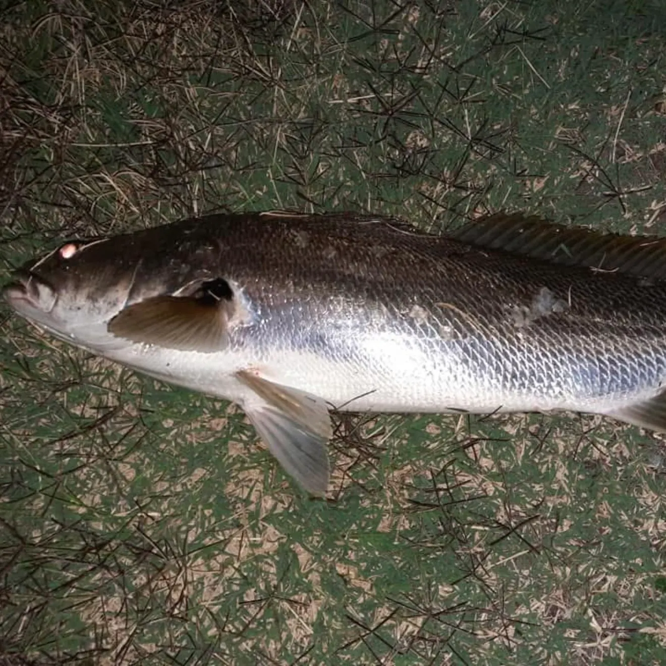 Japanese meagre caught on Fishbrain
