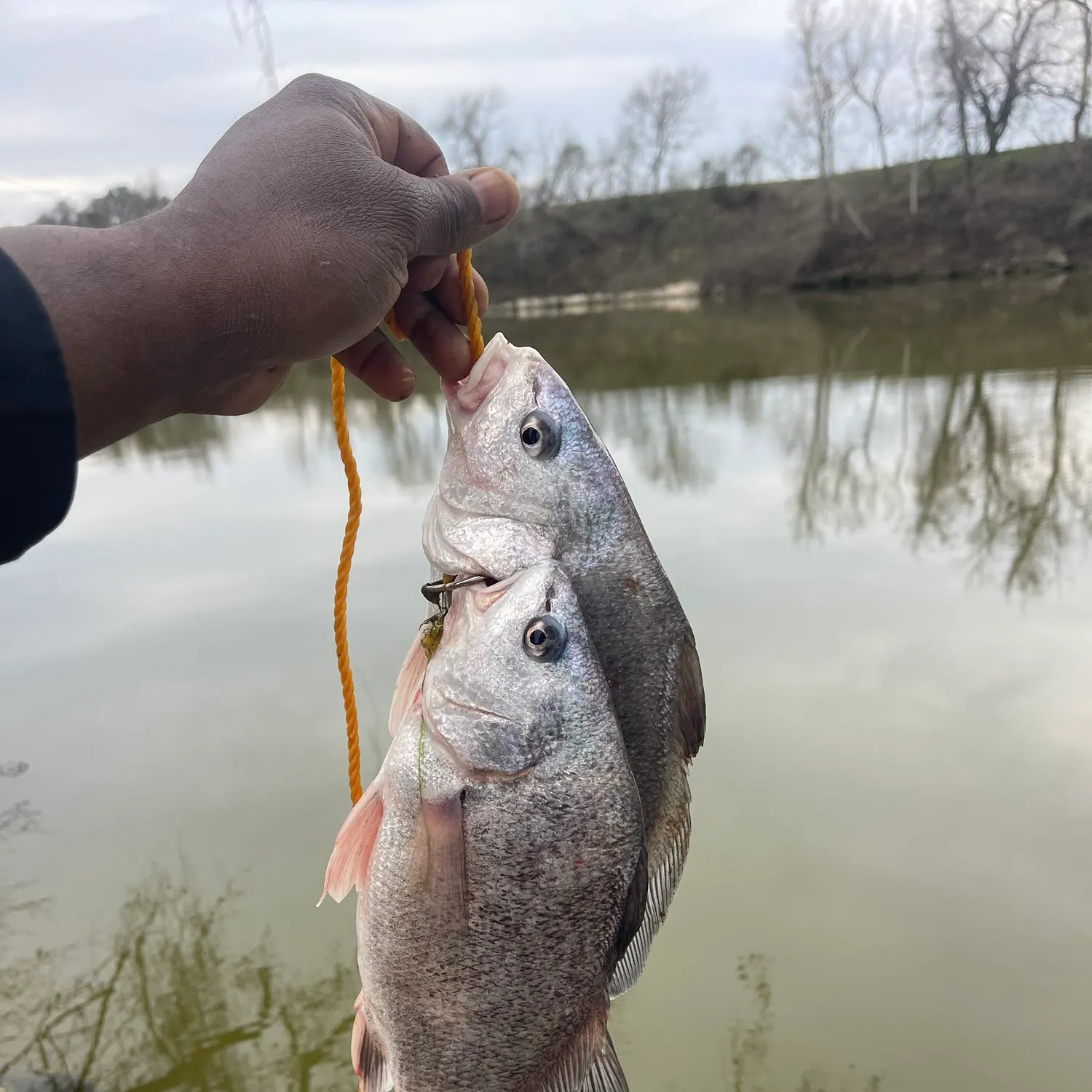 angler catch