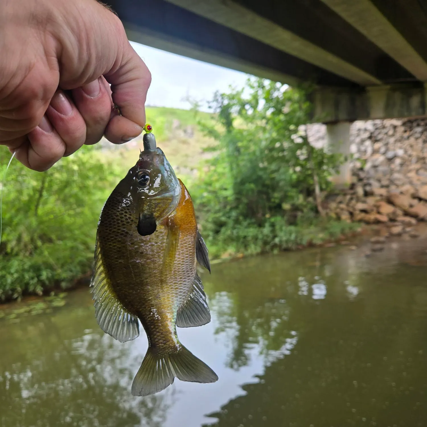 Bluegill caught on Fishbrain