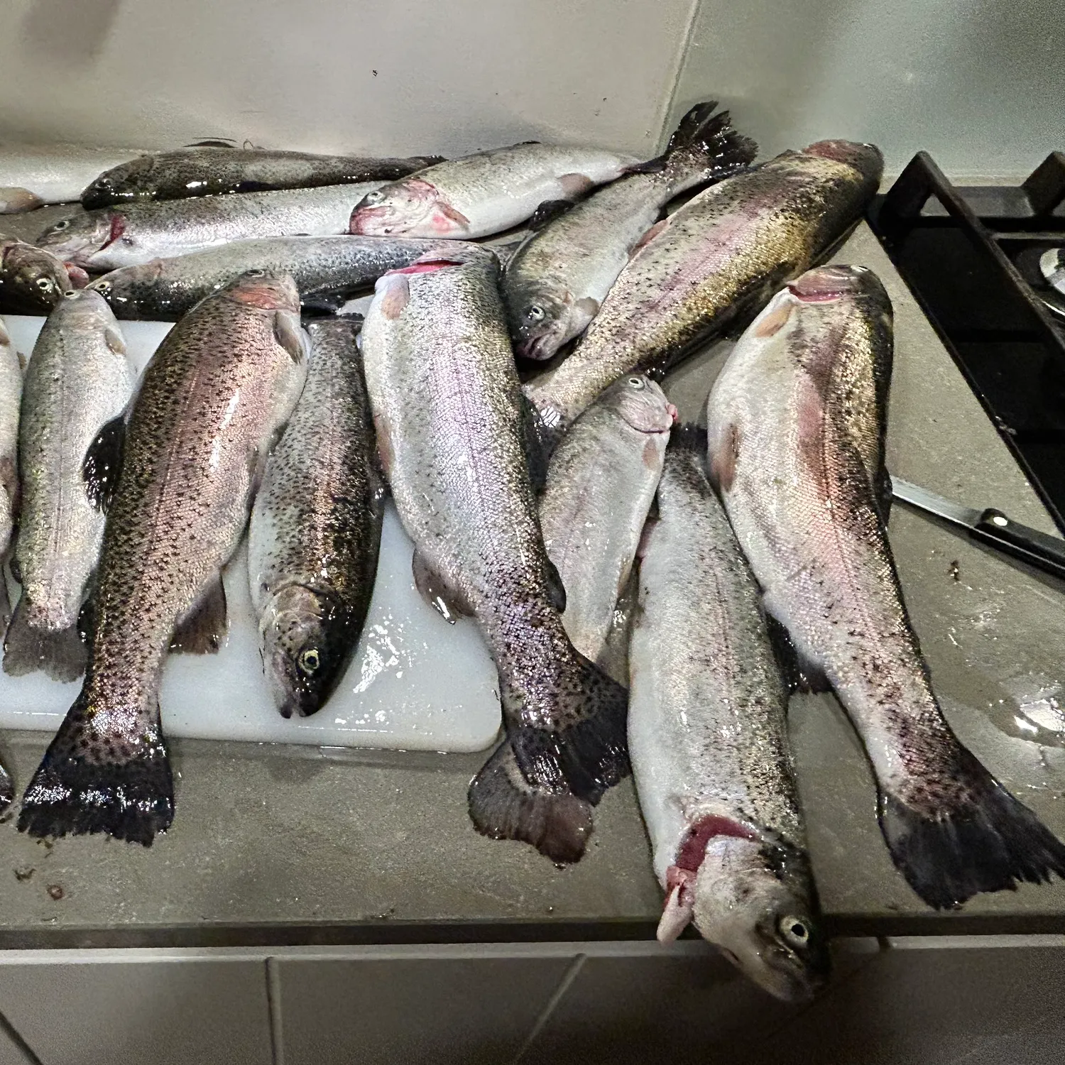 recently logged catches