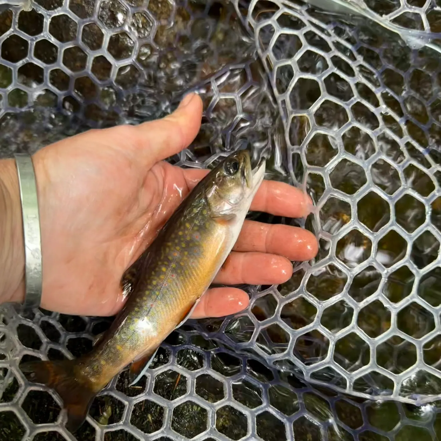 Brook trout caught on Fishbrain