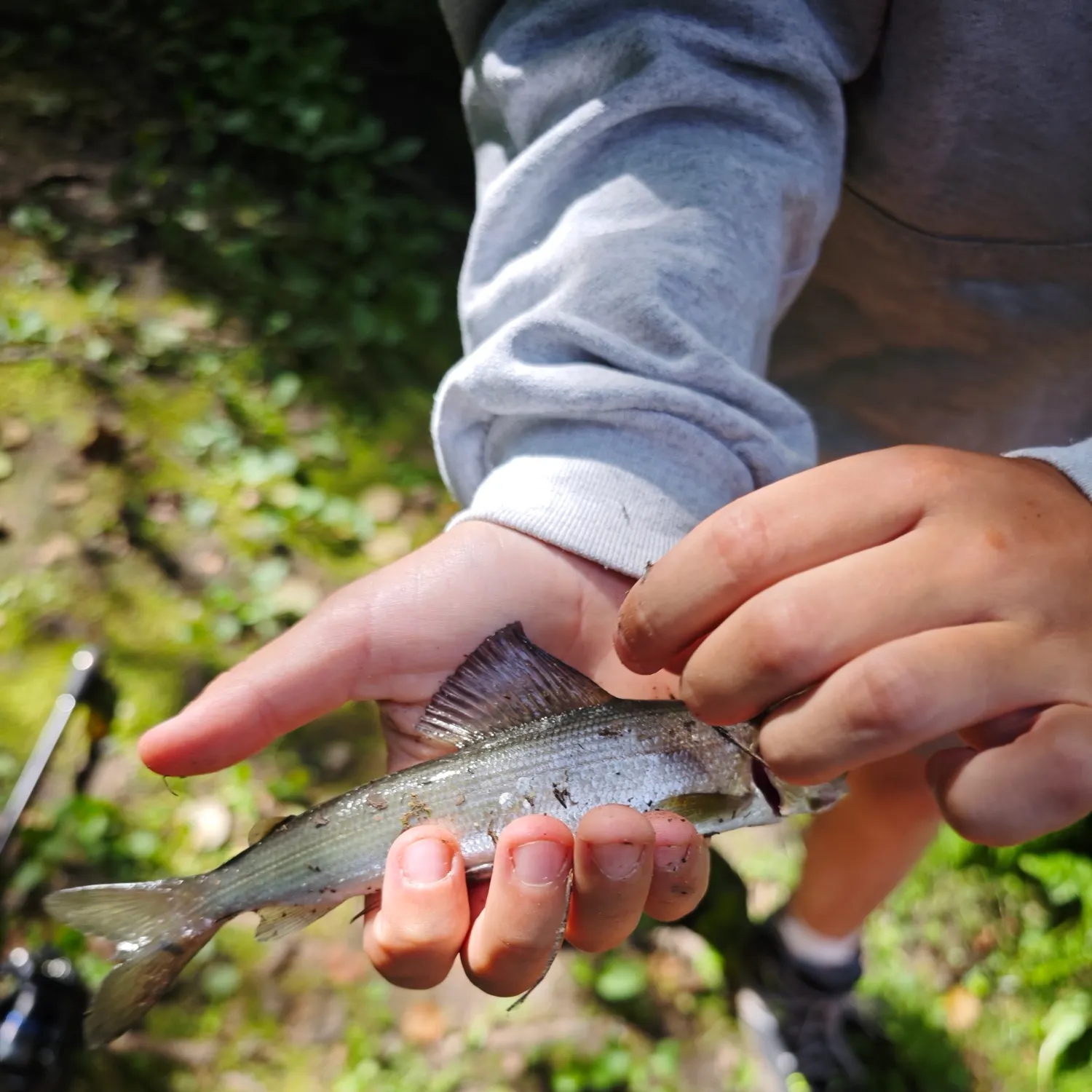 The most recent European grayling catches on Fishbrain