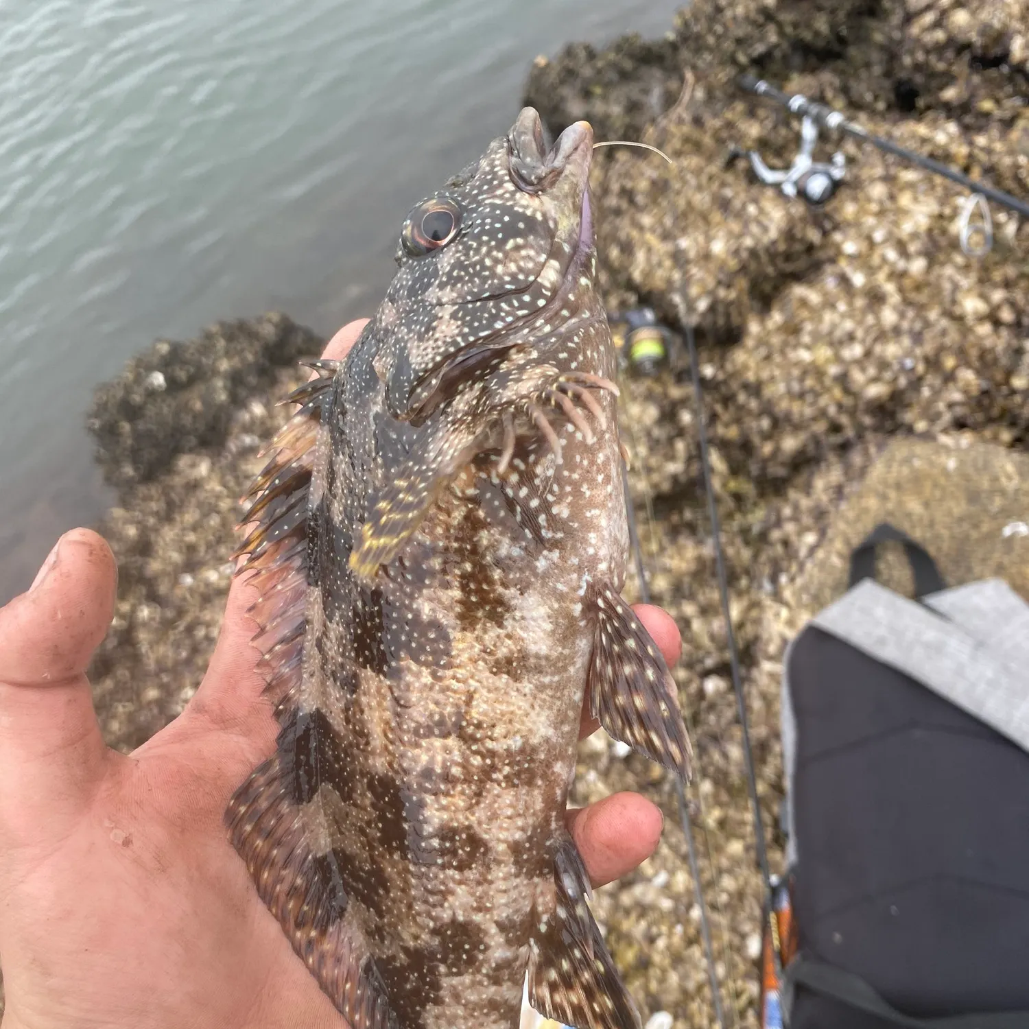 The most recent Eastern kelpfish catches on Fishbrain