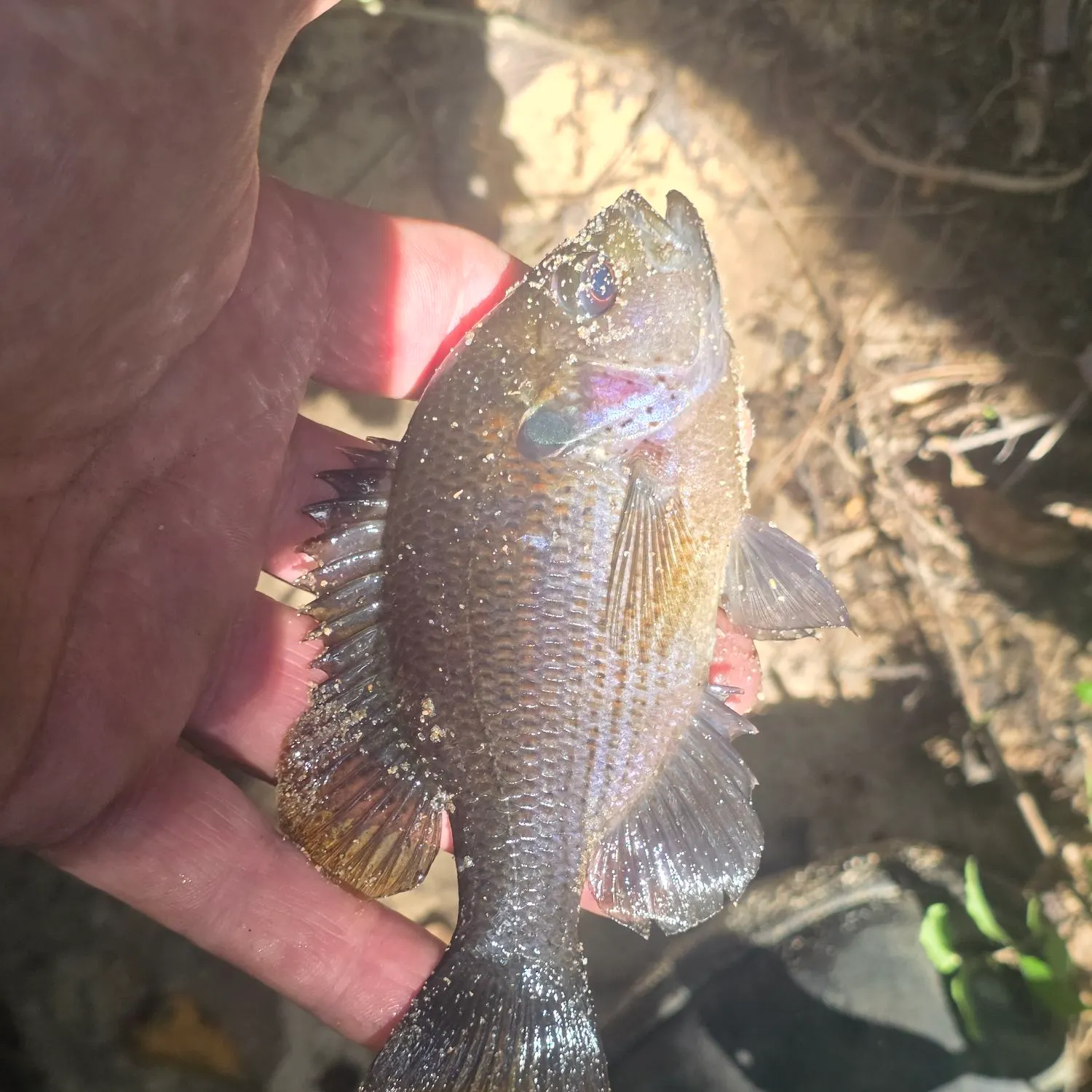 Green sunfish caught on Fishbrain
