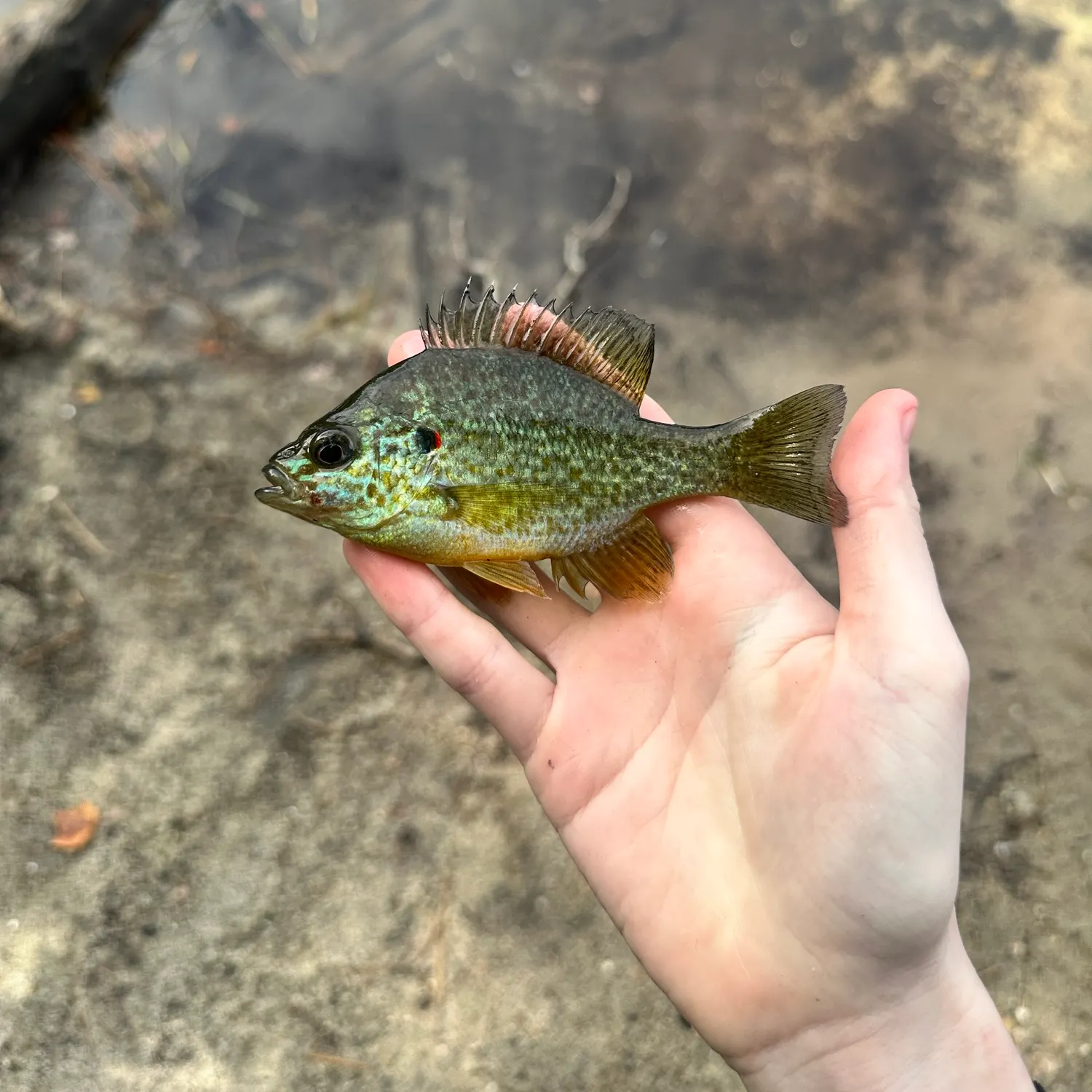 Pumpkinseed caught on Fishbrain