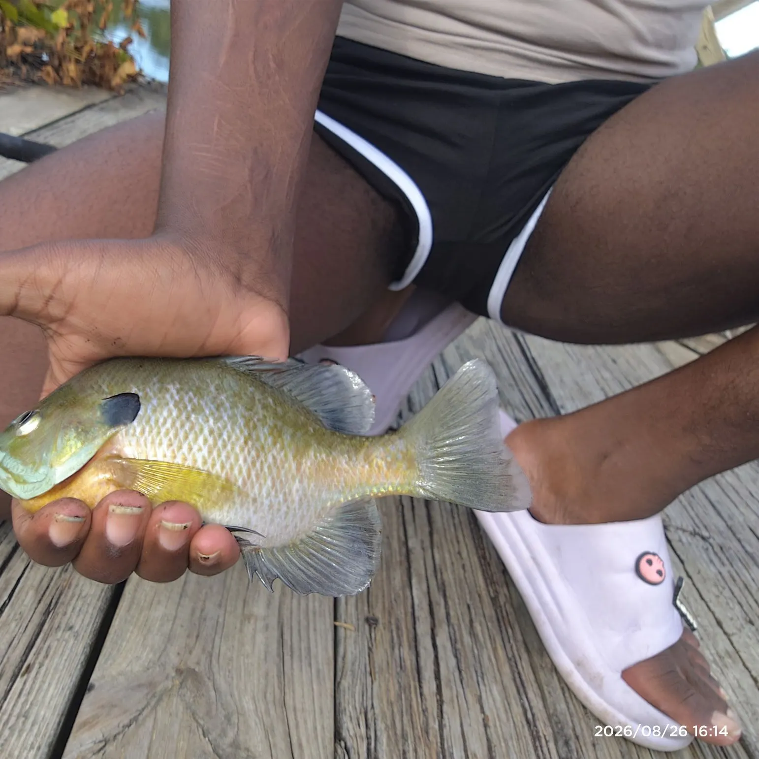 Bluegill caught on Fishbrain