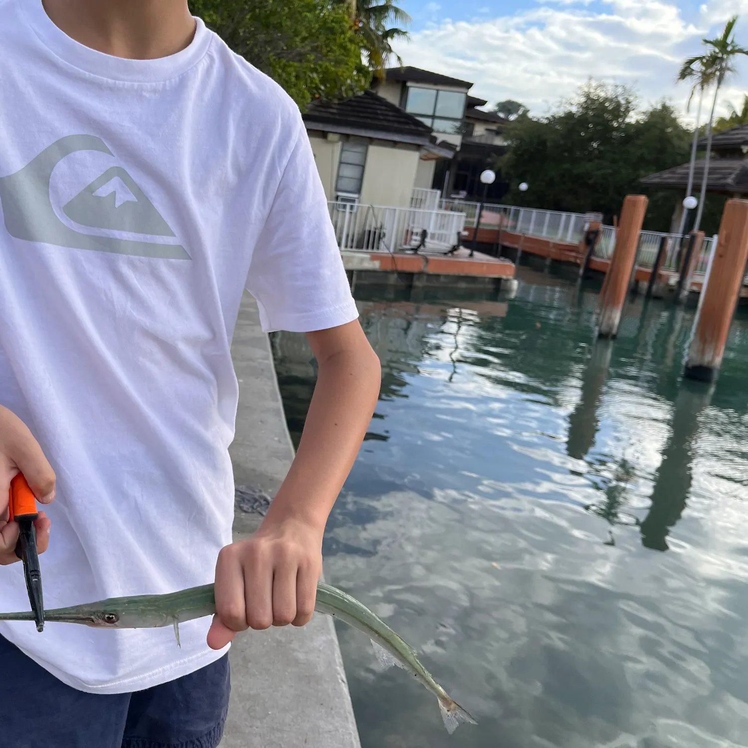 The most recent Flat needlefish catches on Fishbrain