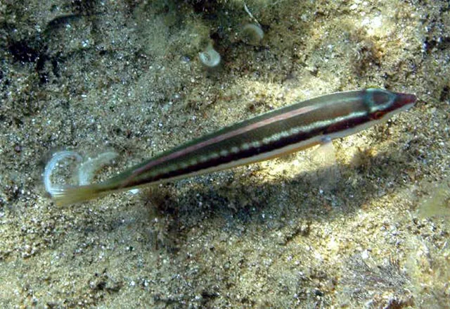 Mediterranean rainbow wrasse