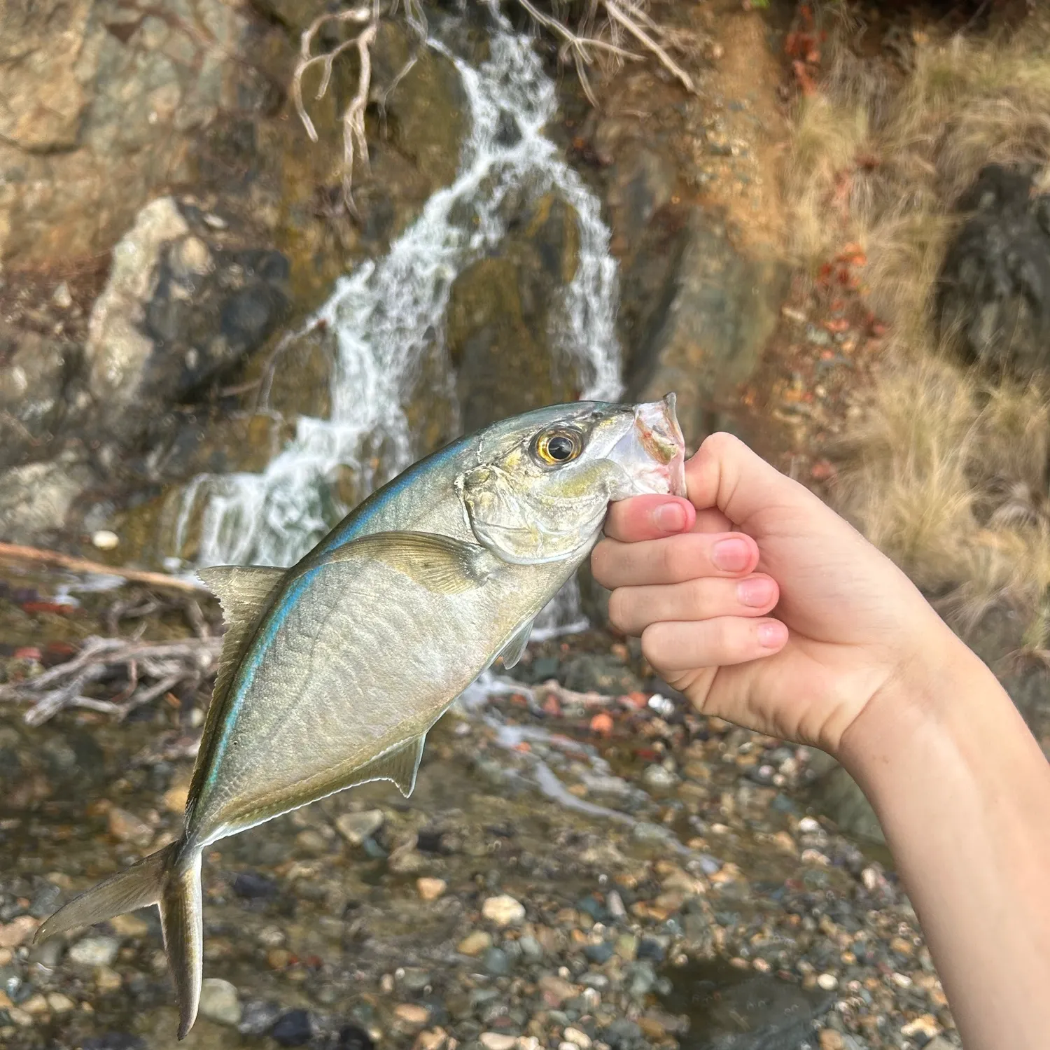 The most recent Bar jack catches on Fishbrain