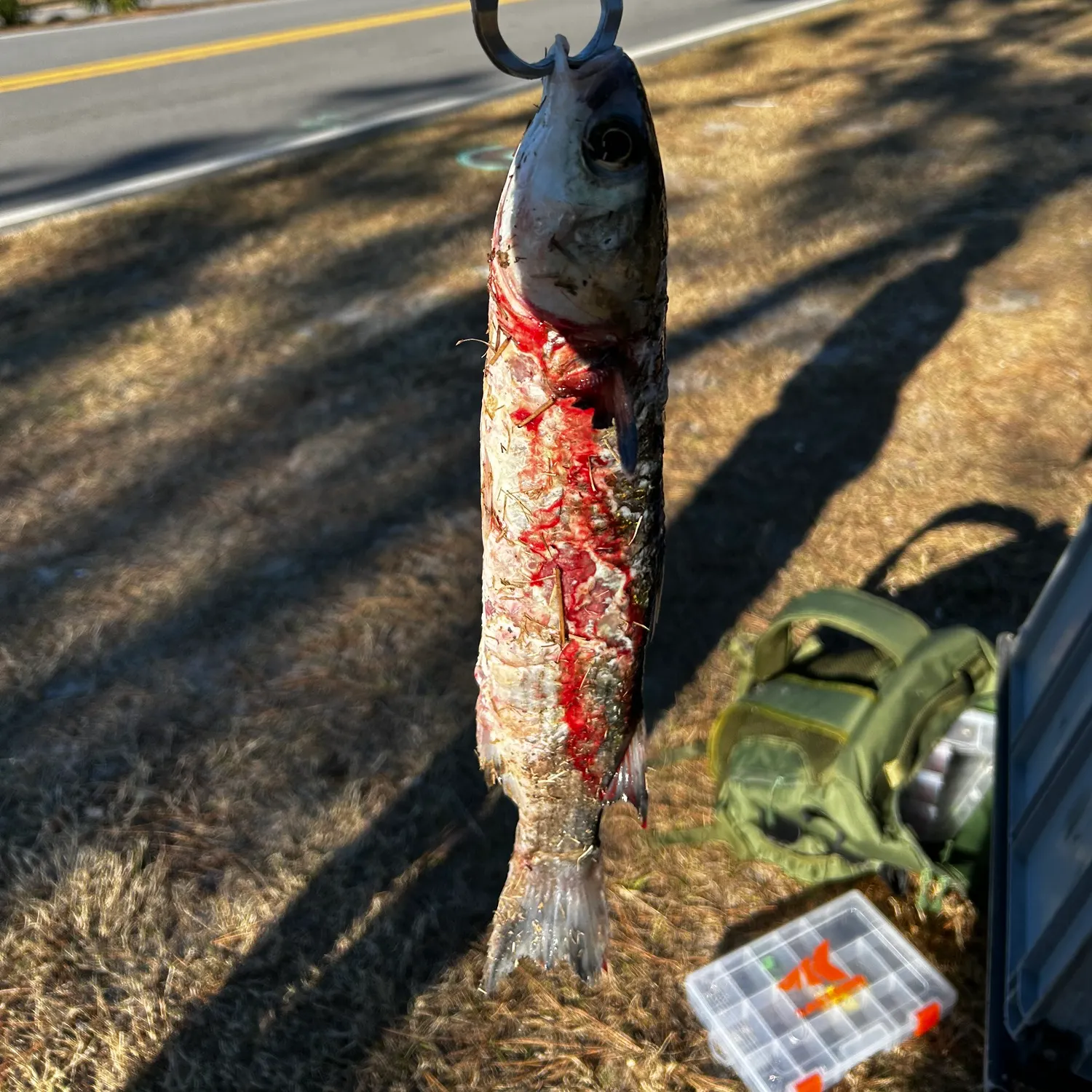 The most recent Atlantic herring catches on Fishbrain