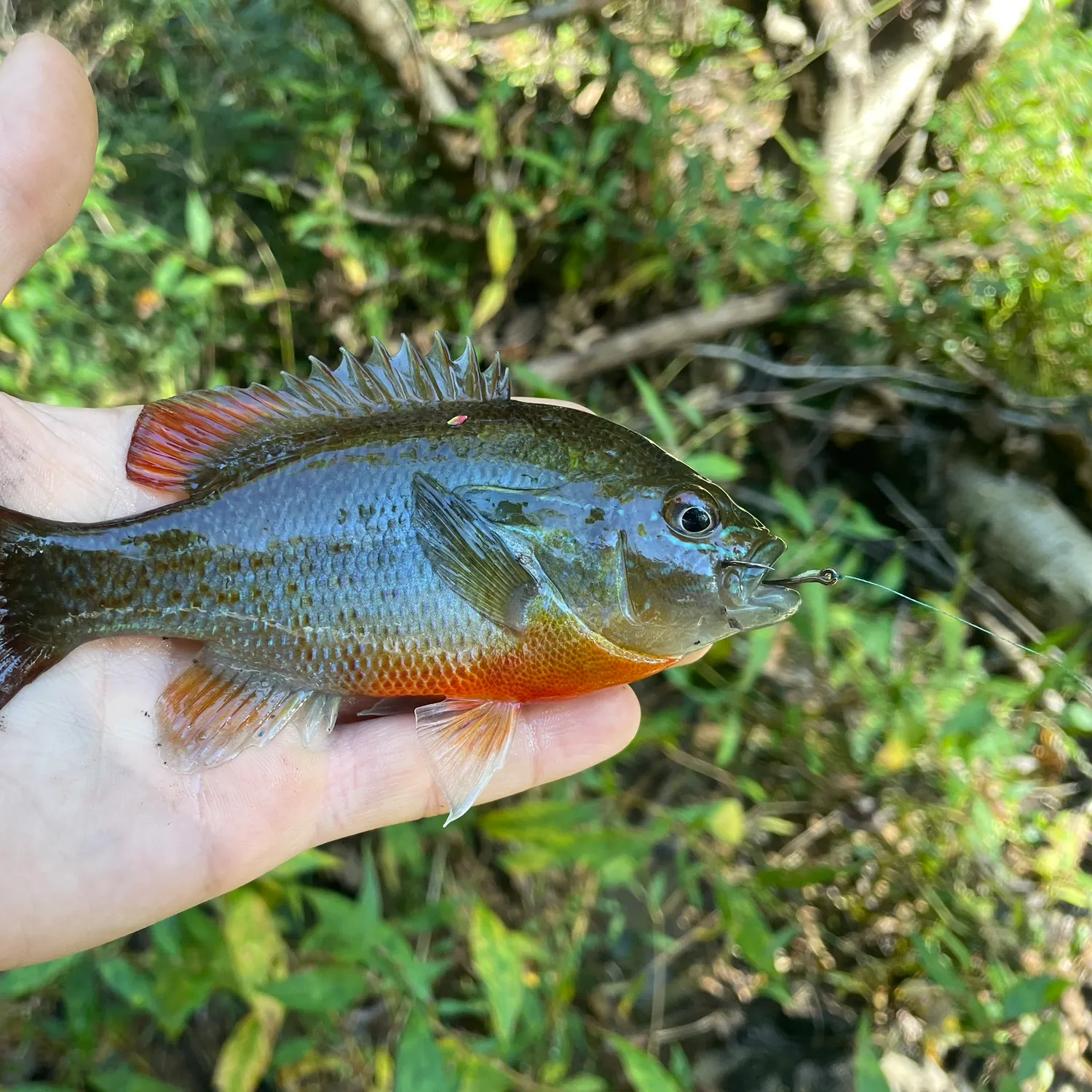 Redbreast sunfish caught on Fishbrain