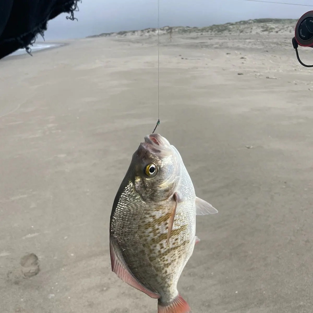 The most recent Redtail surfperch catches on Fishbrain