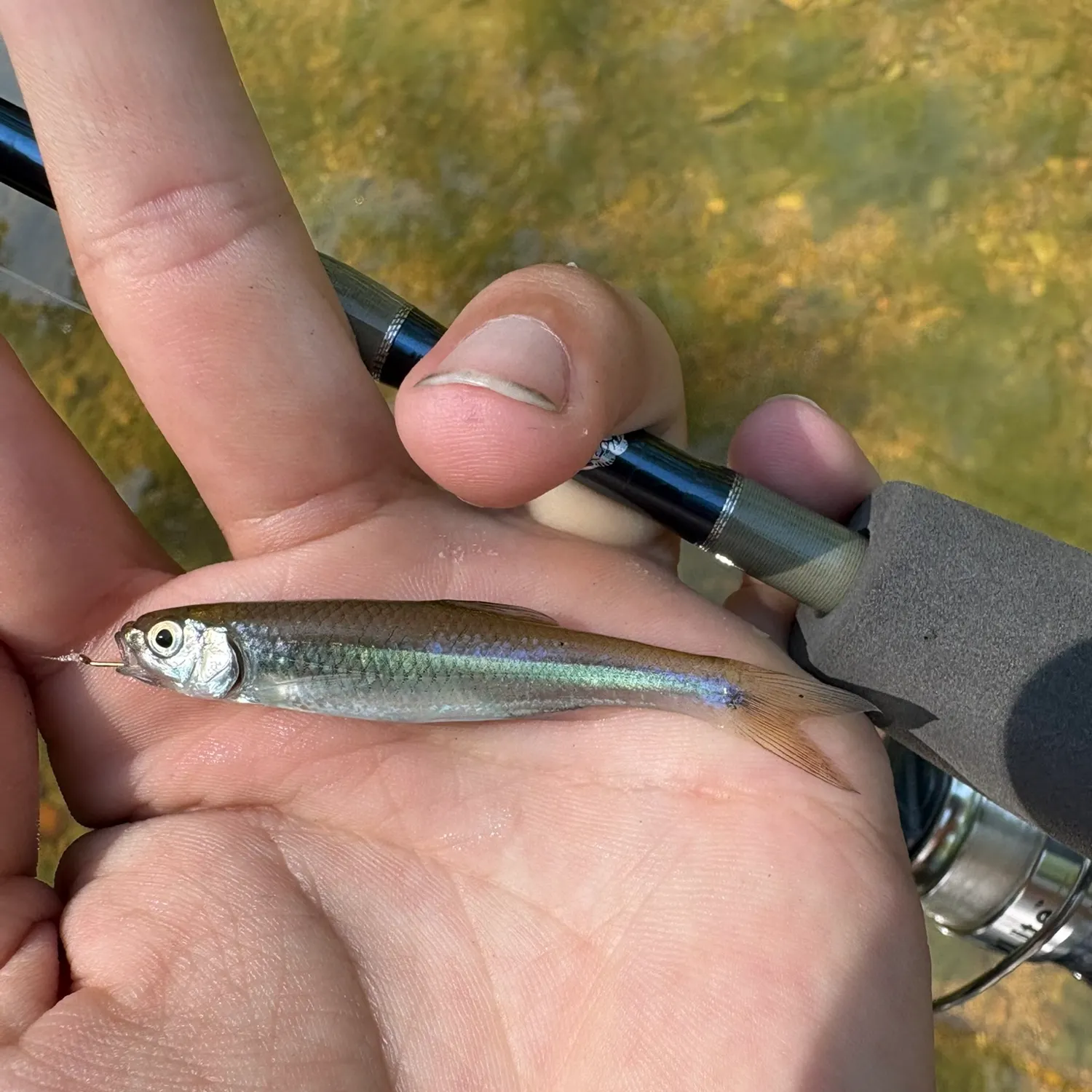 The most recent Spotfin shiner catches on Fishbrain