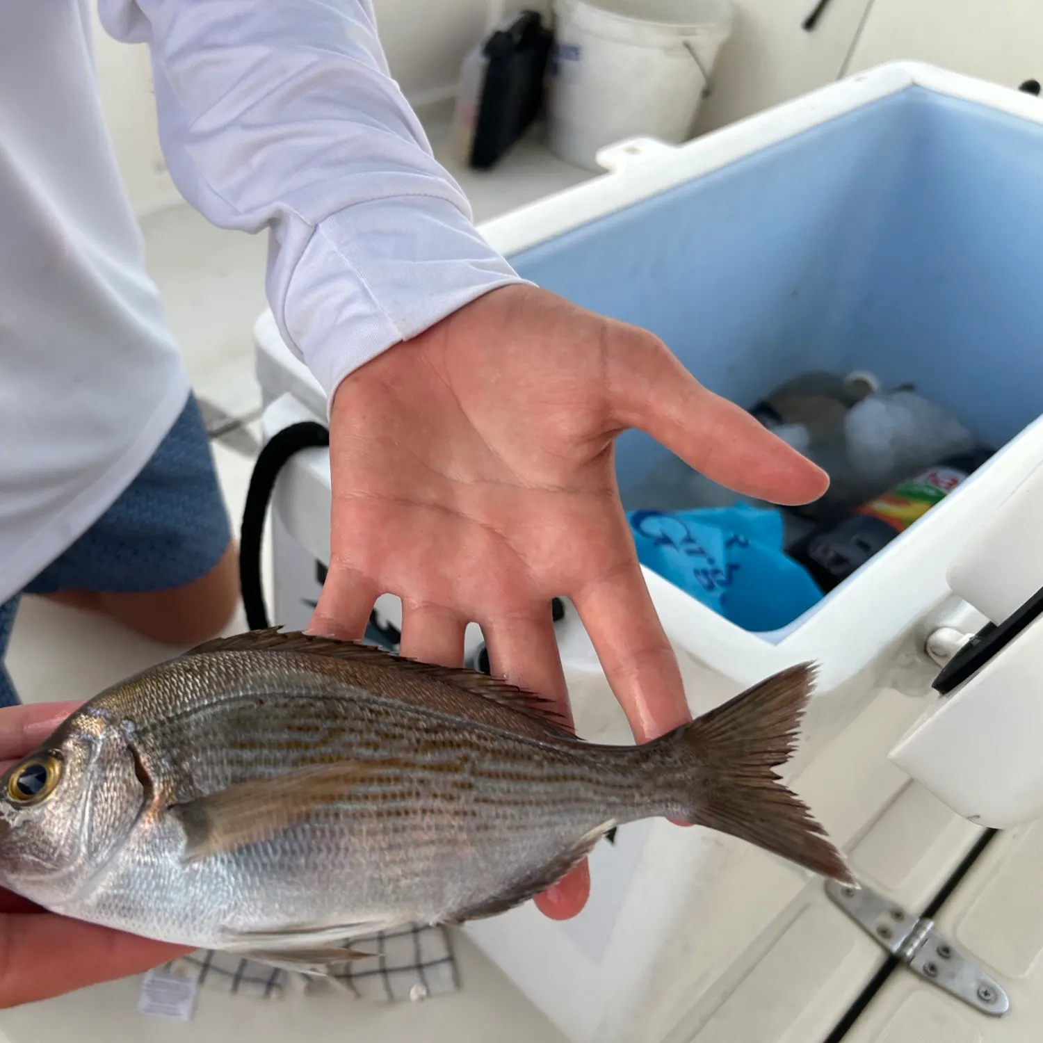 Gilthead seabream caught on Fishbrain