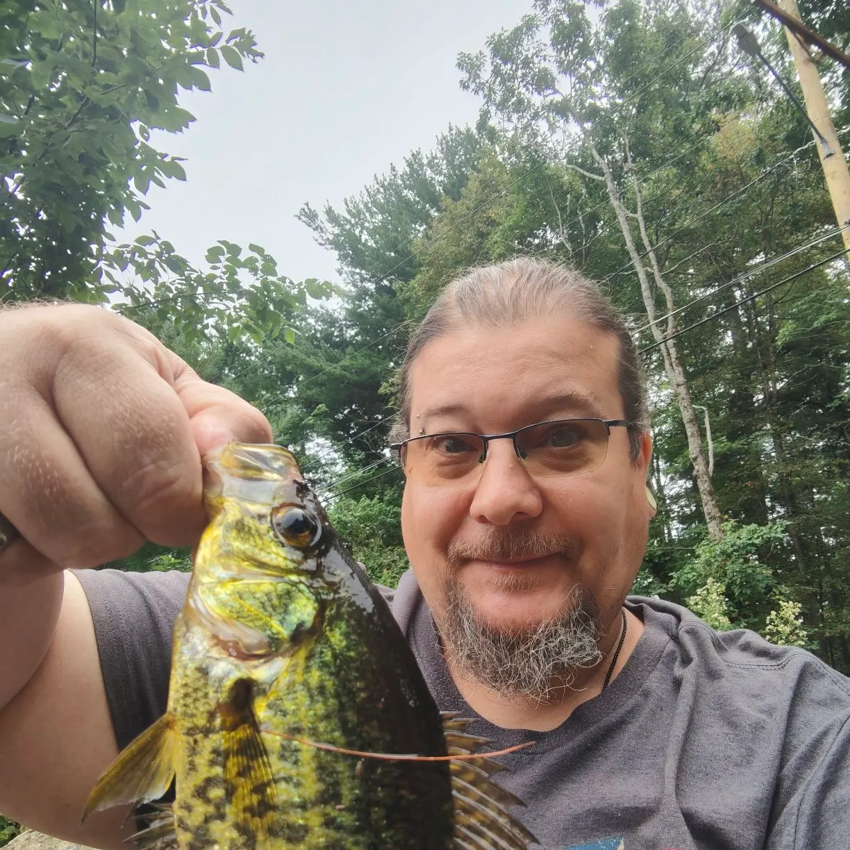 Black crappie caught on Fishbrain