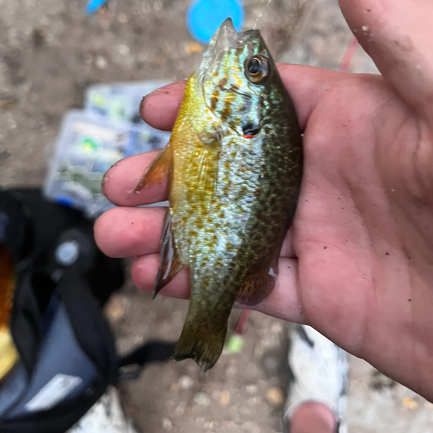Pumpkinseed caught on Fishbrain
