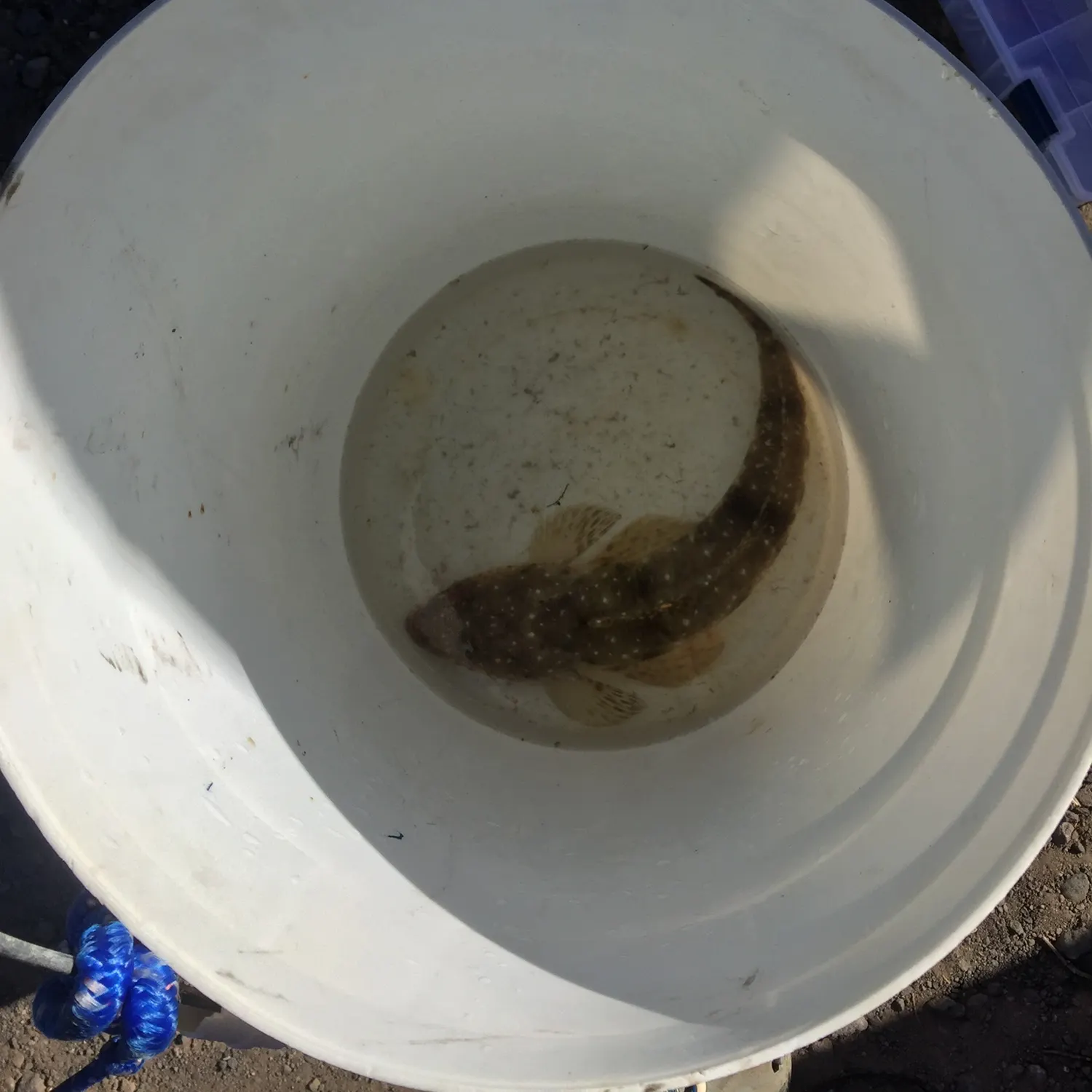 The most recent Dusky flathead catches on Fishbrain