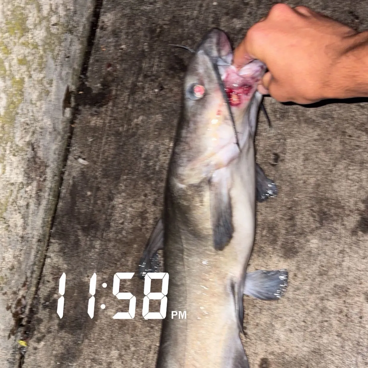 recently logged catches