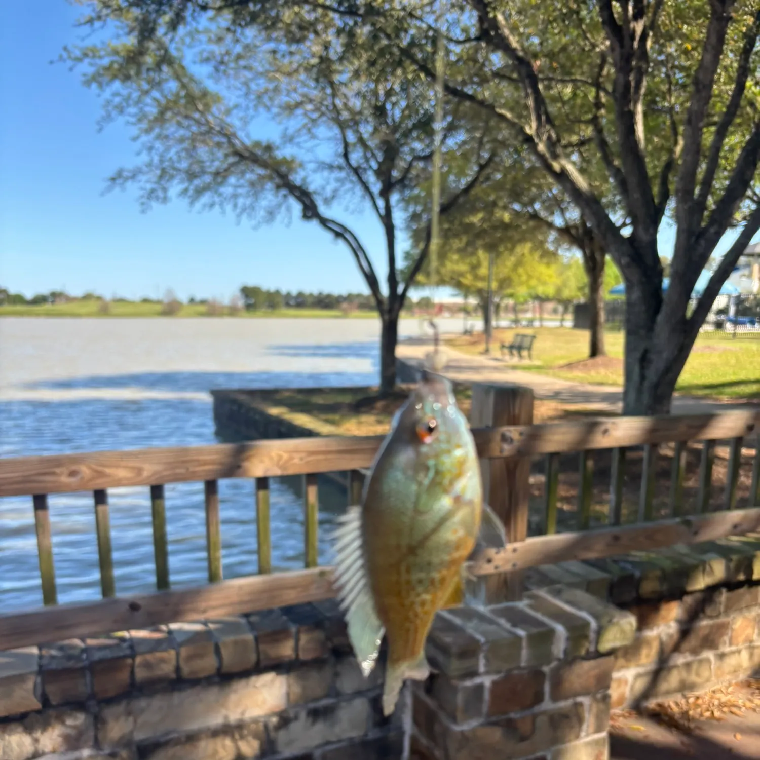 The most recent Atlantic goliath grouper catches on Fishbrain