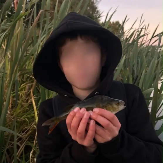European perch caught on Fishbrain