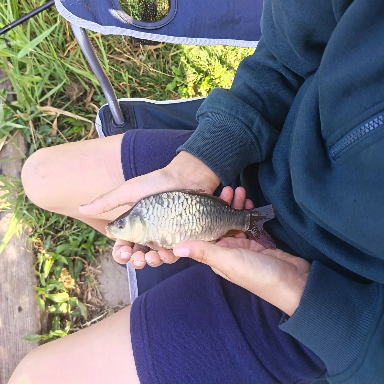 Crucian carp caught on Fishbrain