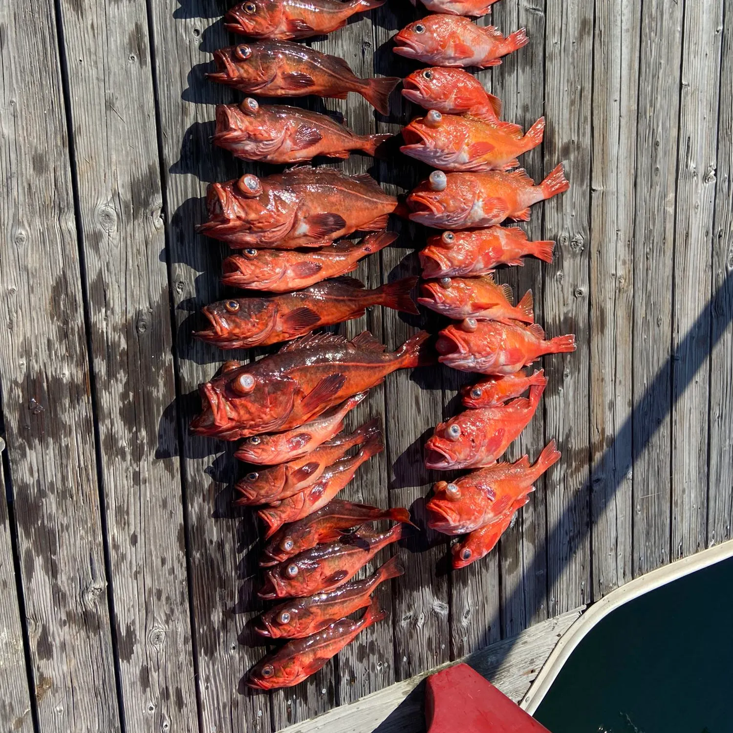 recently logged catches