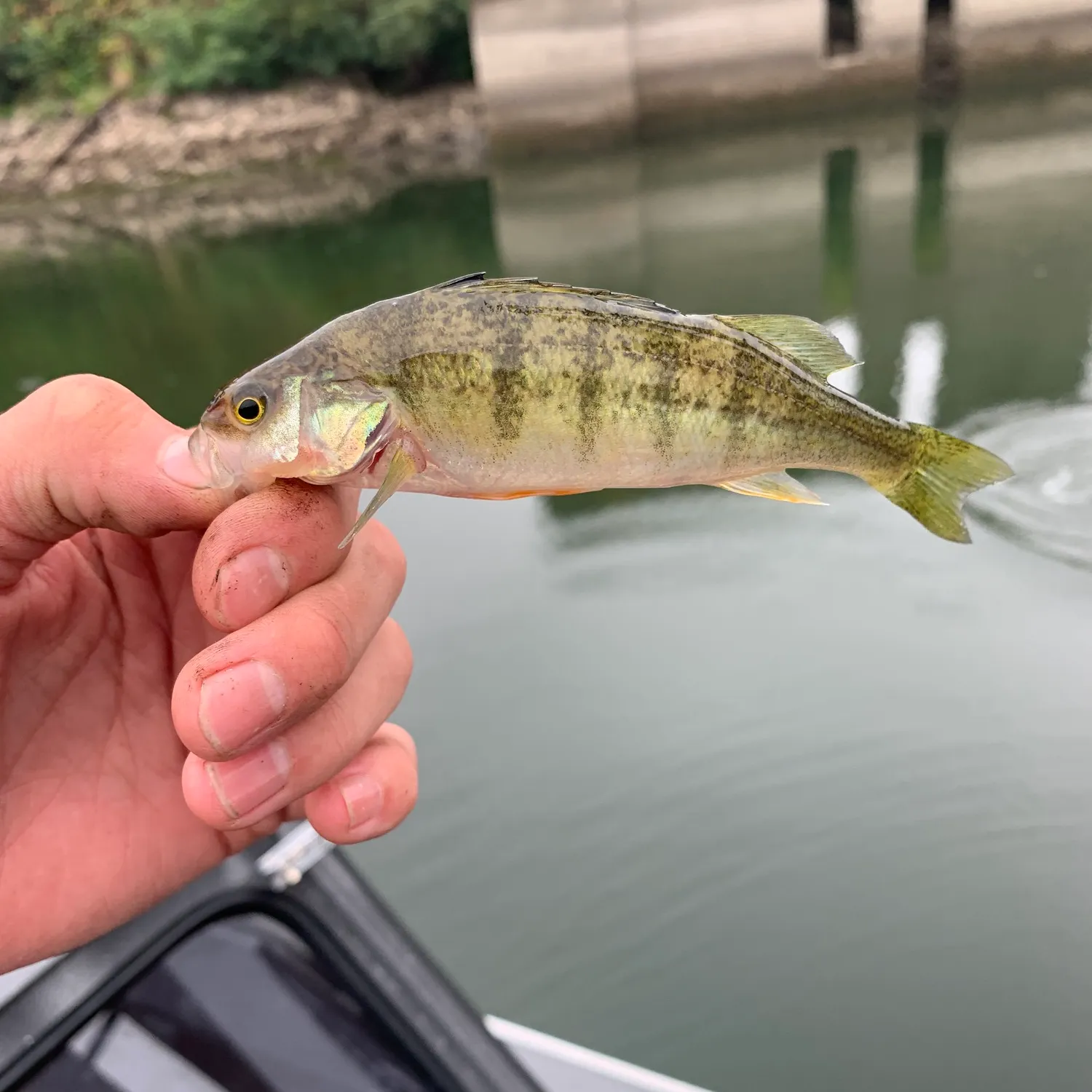 Yellow perch caught on Fishbrain
