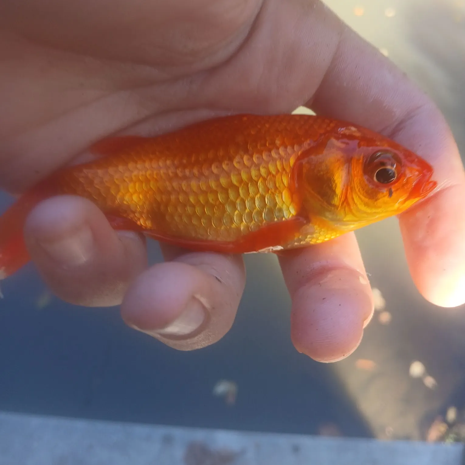 Goldfish caught on Fishbrain