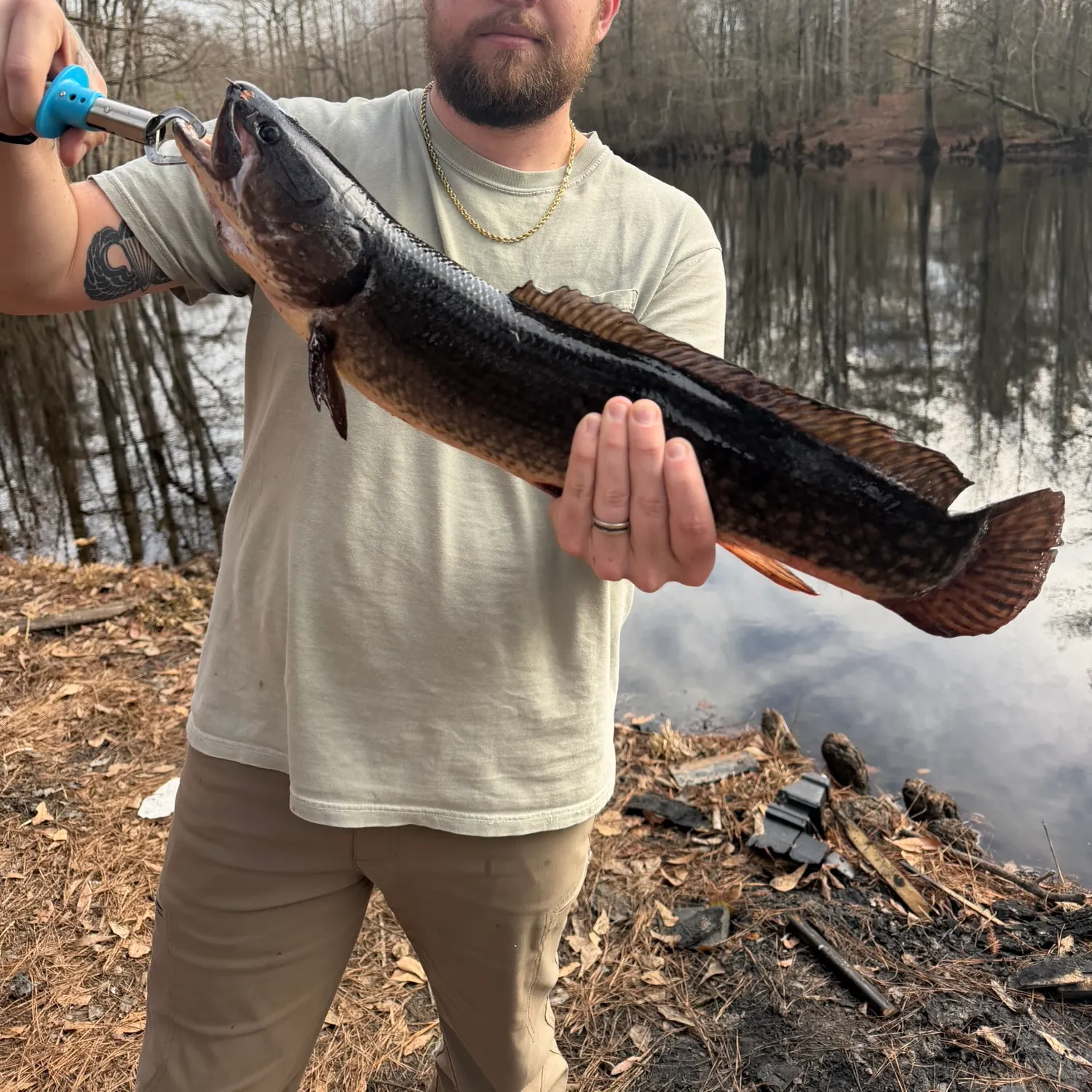 The most recent Eyetail bowfin catches on Fishbrain
