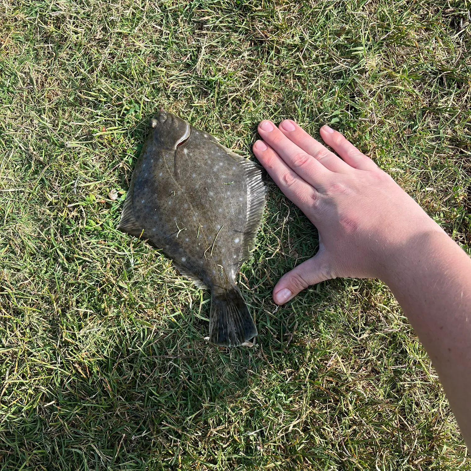 The most recent Diamond turbot catches on Fishbrain