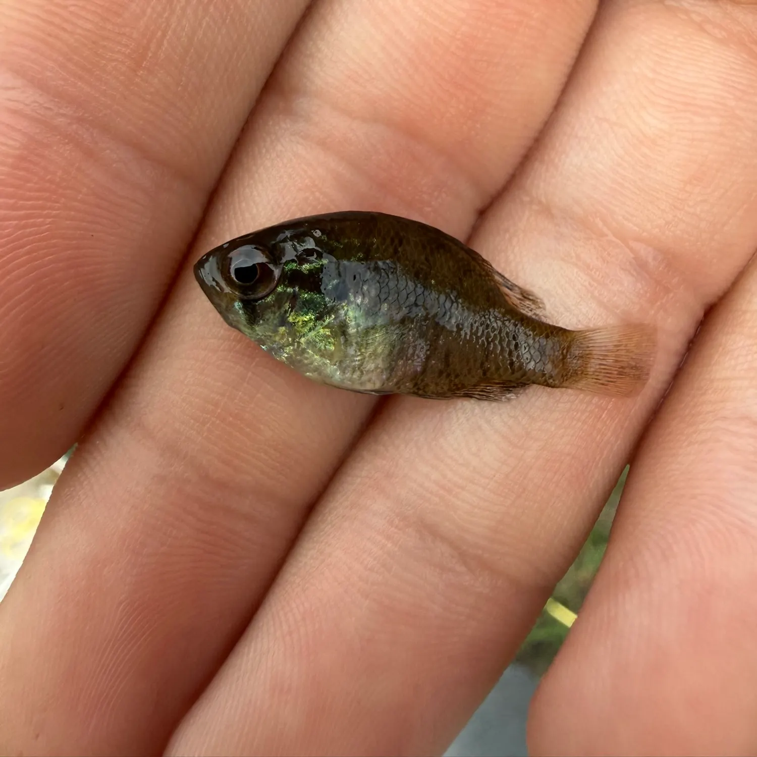 Banded sunfish caught on Fishbrain