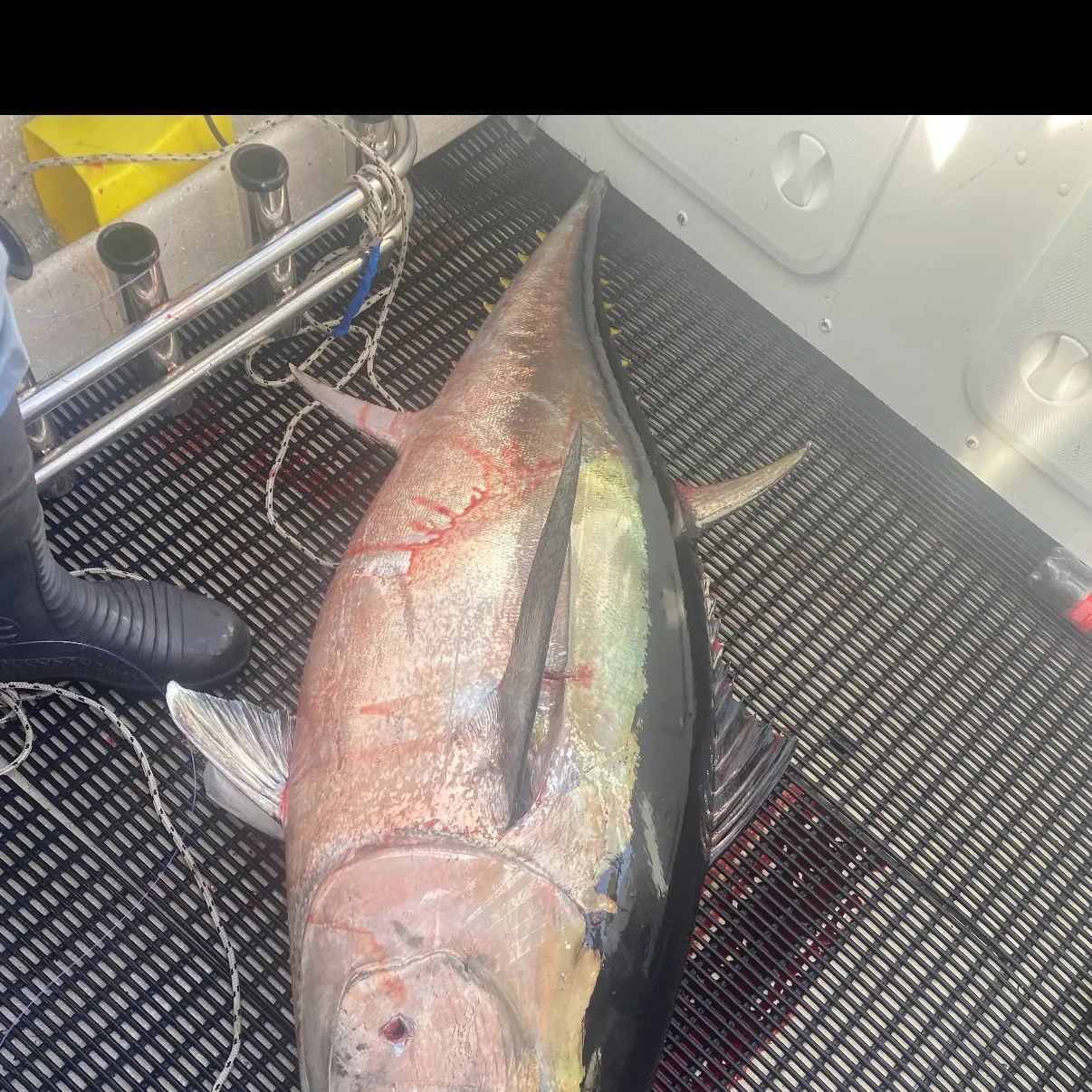 The most recent Southern bluefin tuna catches on Fishbrain